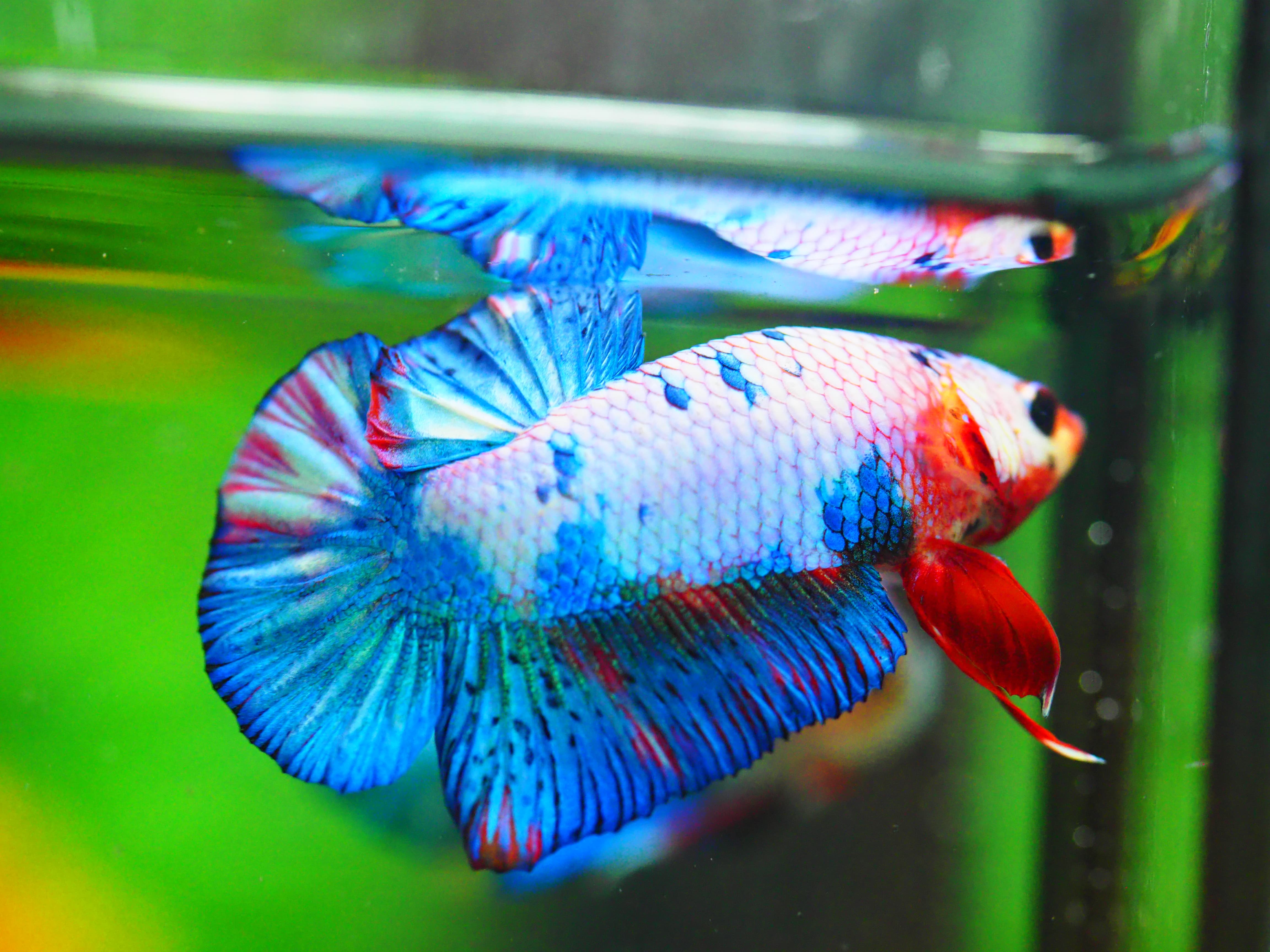 HMPK KOI FANCY MALE GRADE A +++