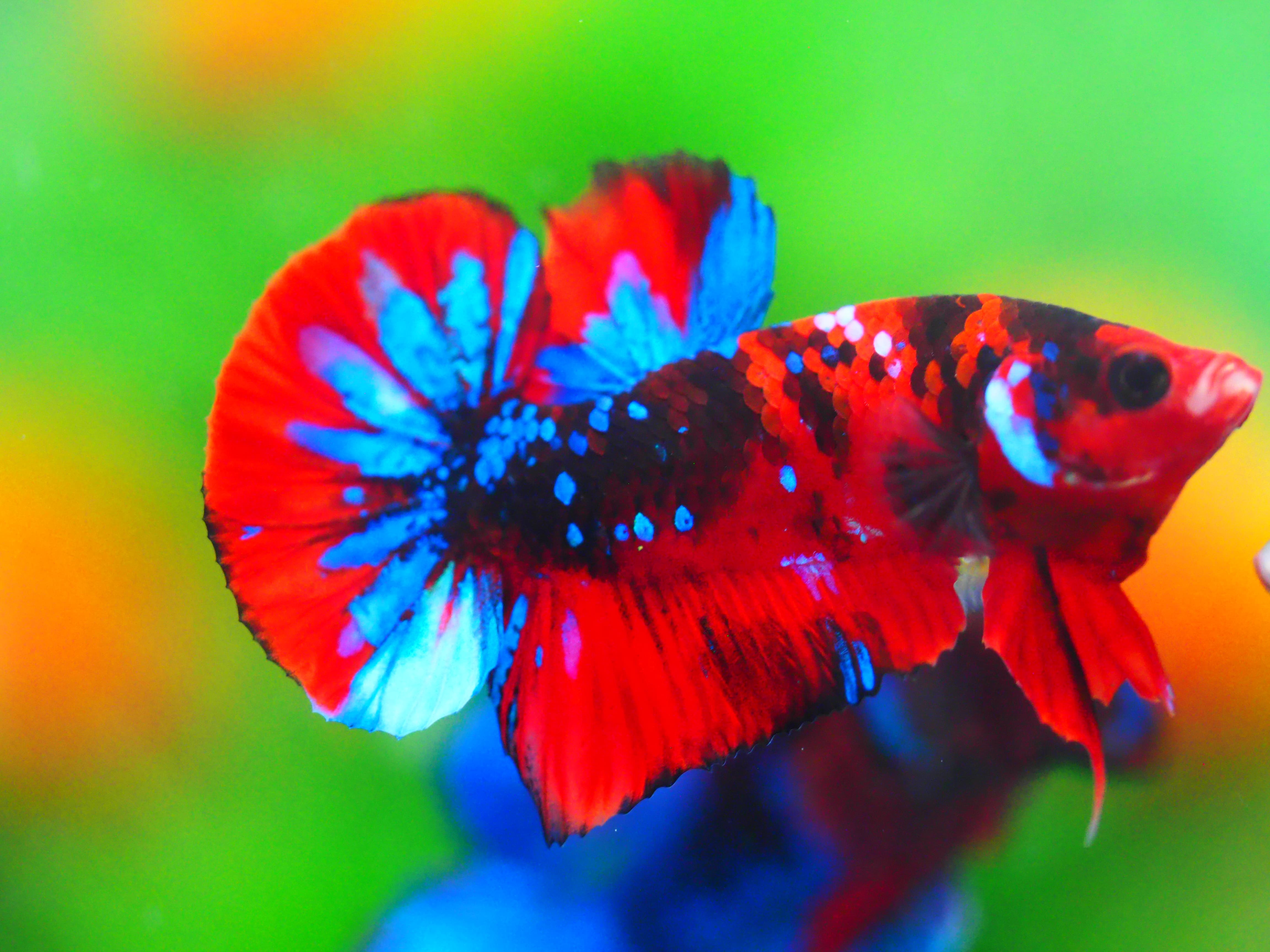 HMPK KOI GALAXY MALE GRADE A +++