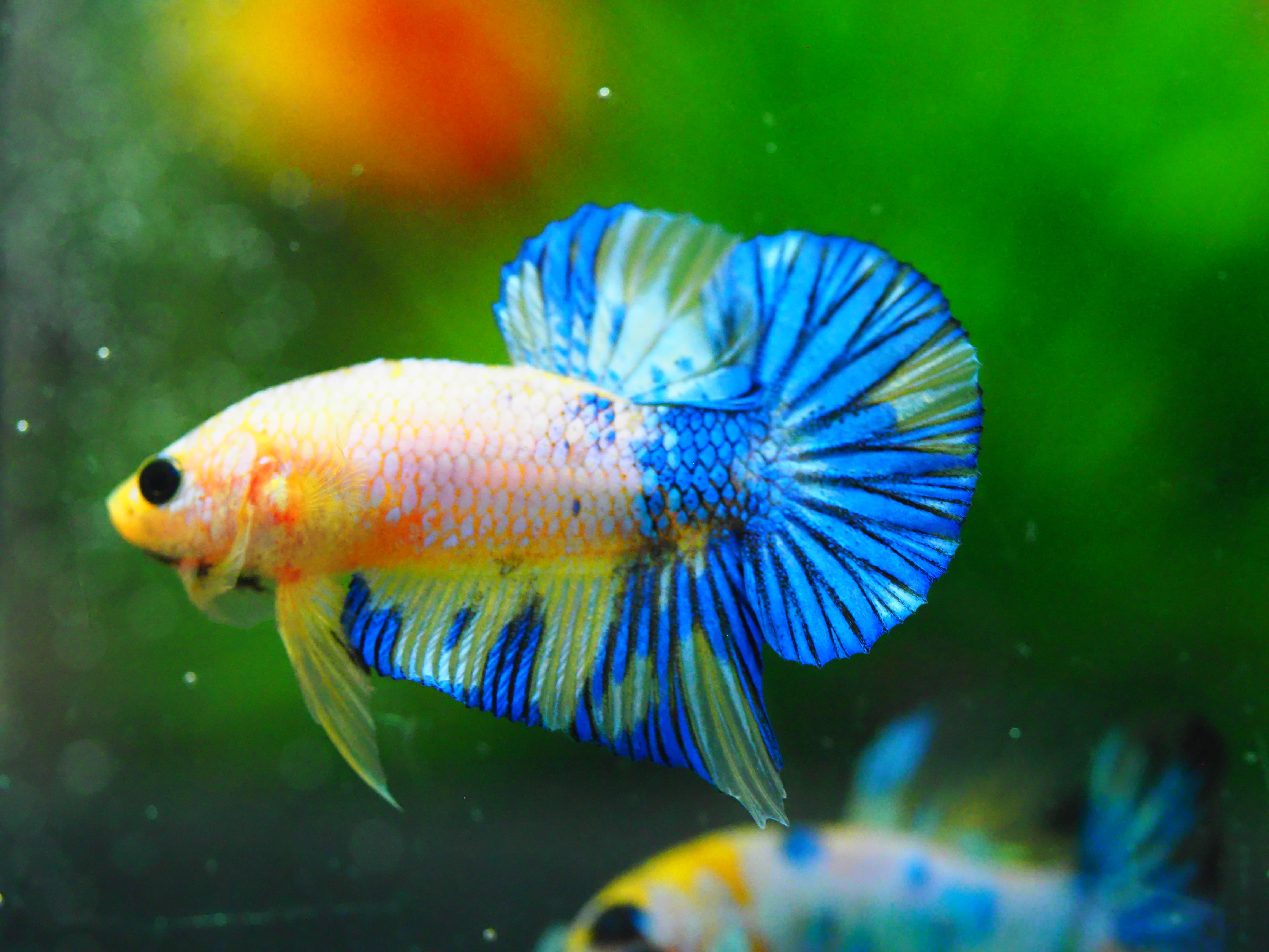 HMPK FANCY MALE GRADE A +++