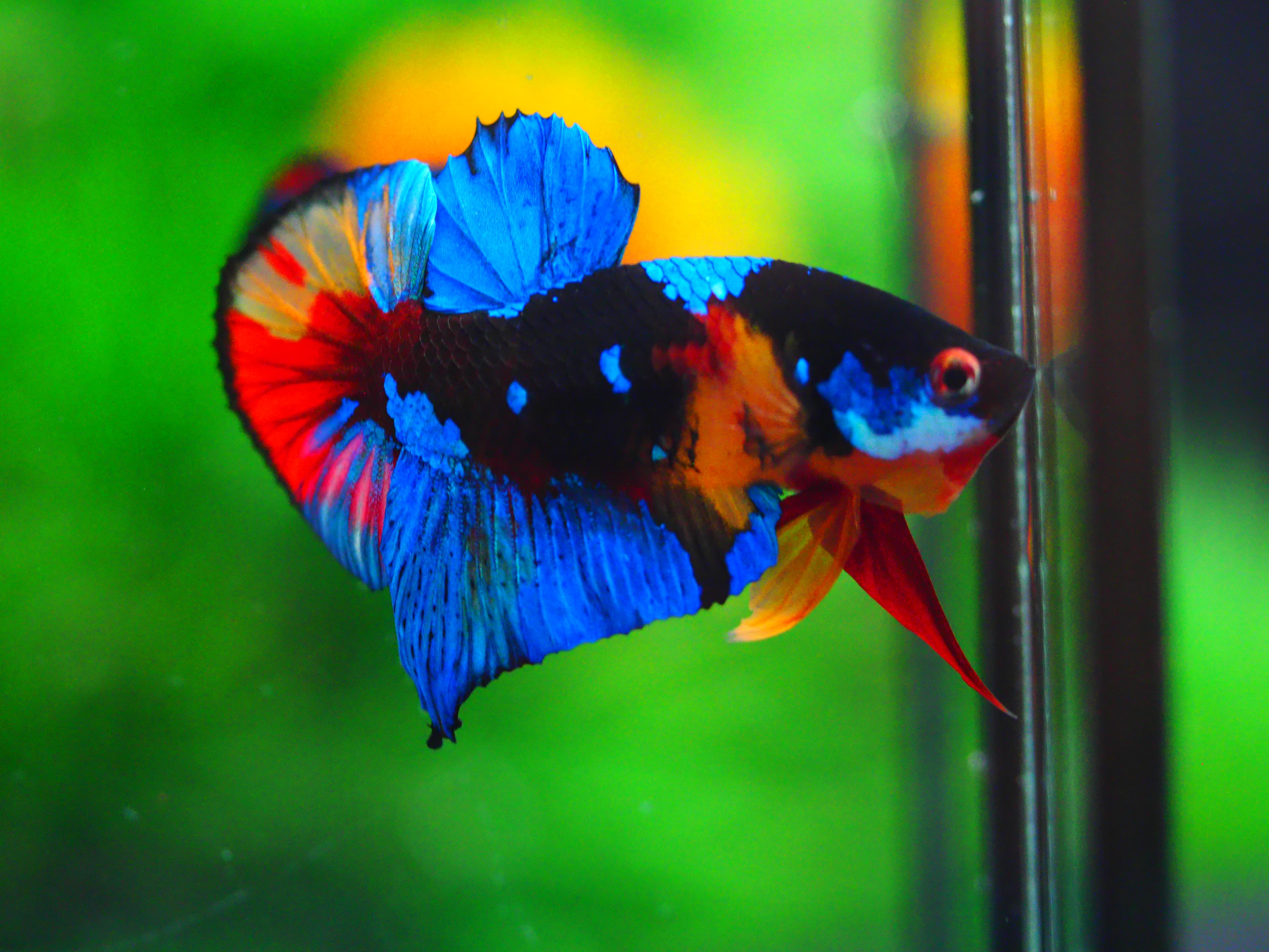 HMPK KOI GALAXY MALE GRADE A +++