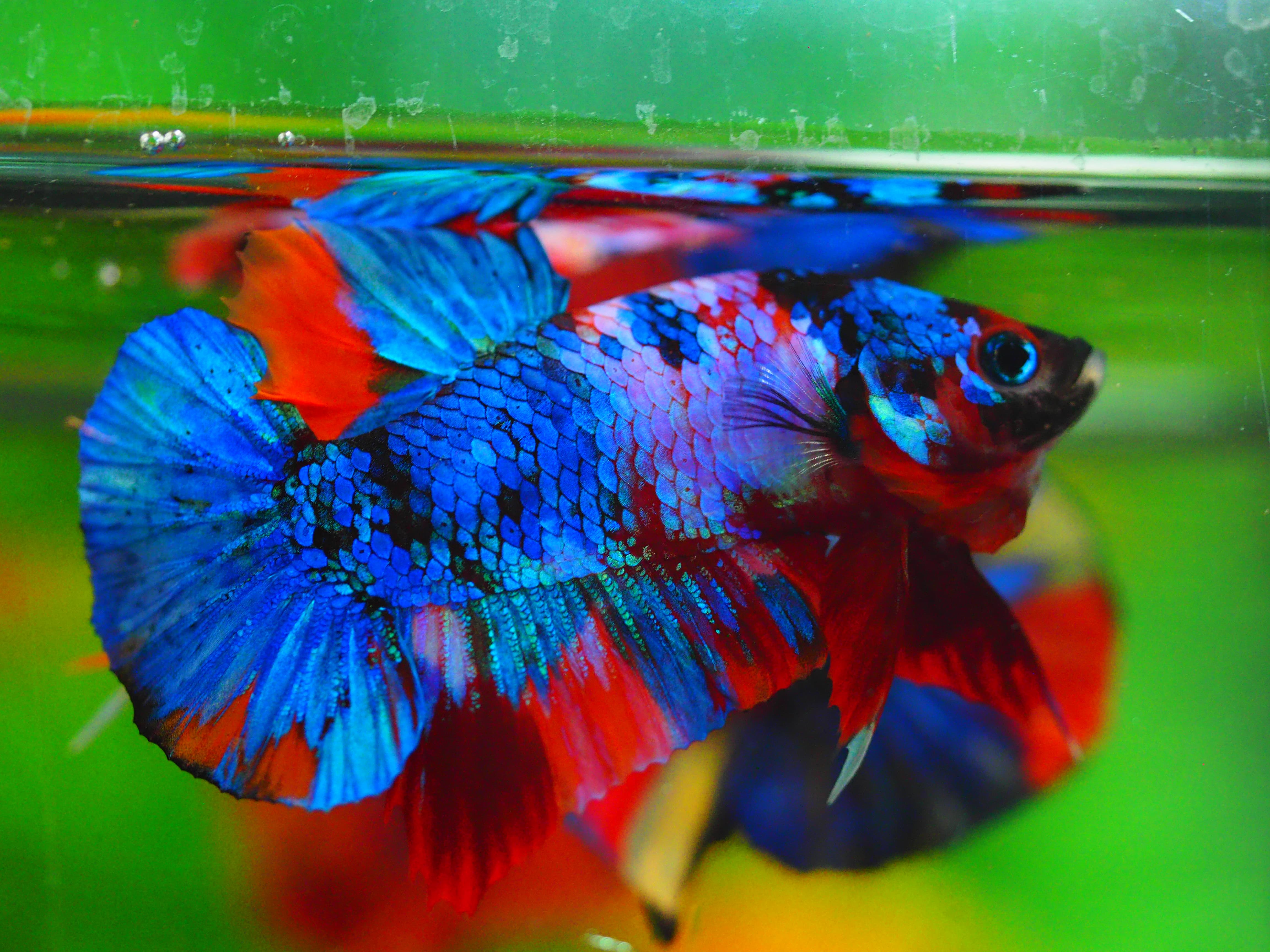 HMPK KOI GALAXY MALE GRADE A++