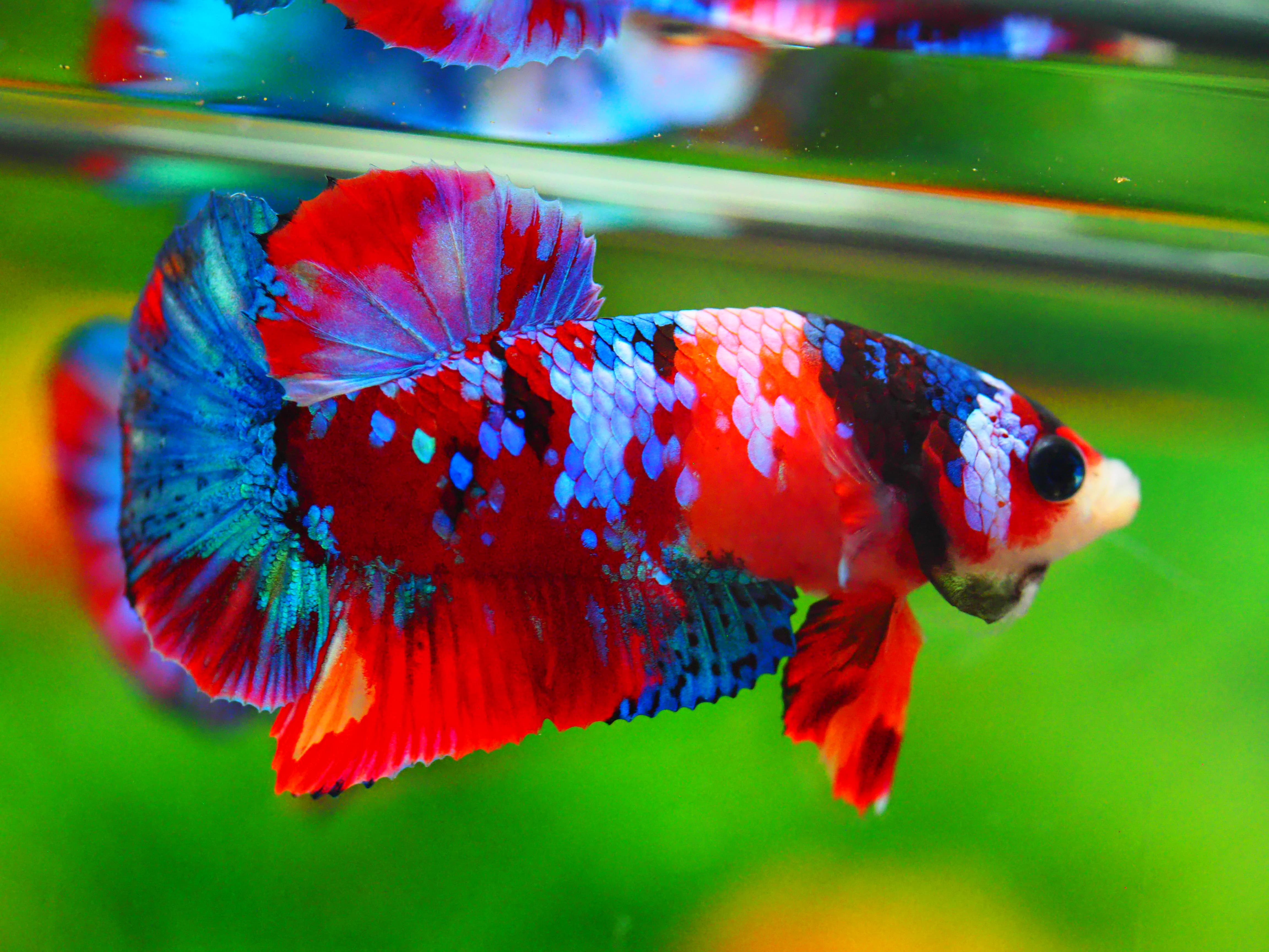 HMPK KOI GALAXY MALE GRADE A +++