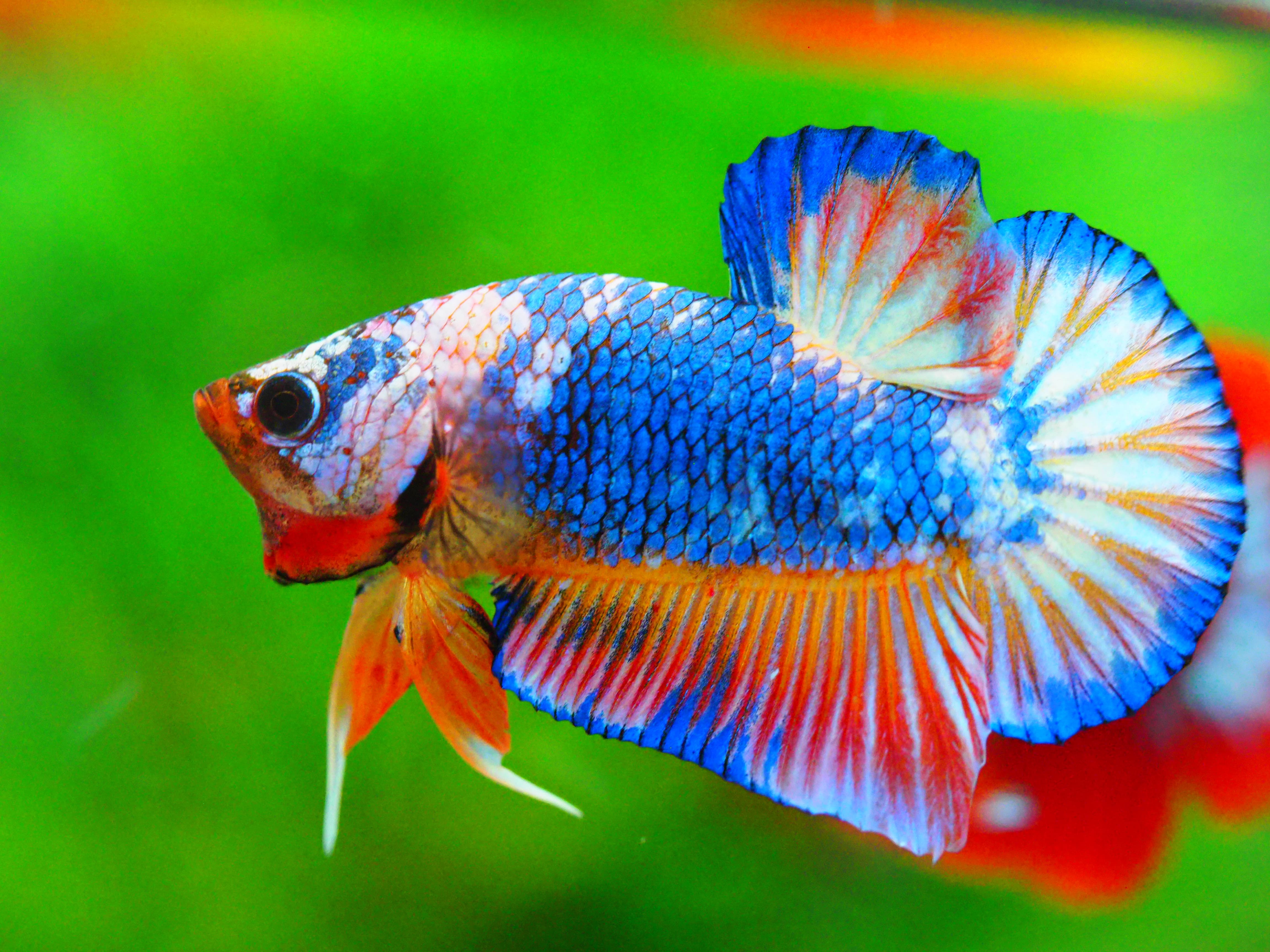 HMPK FANCY MALE GRADE A +++