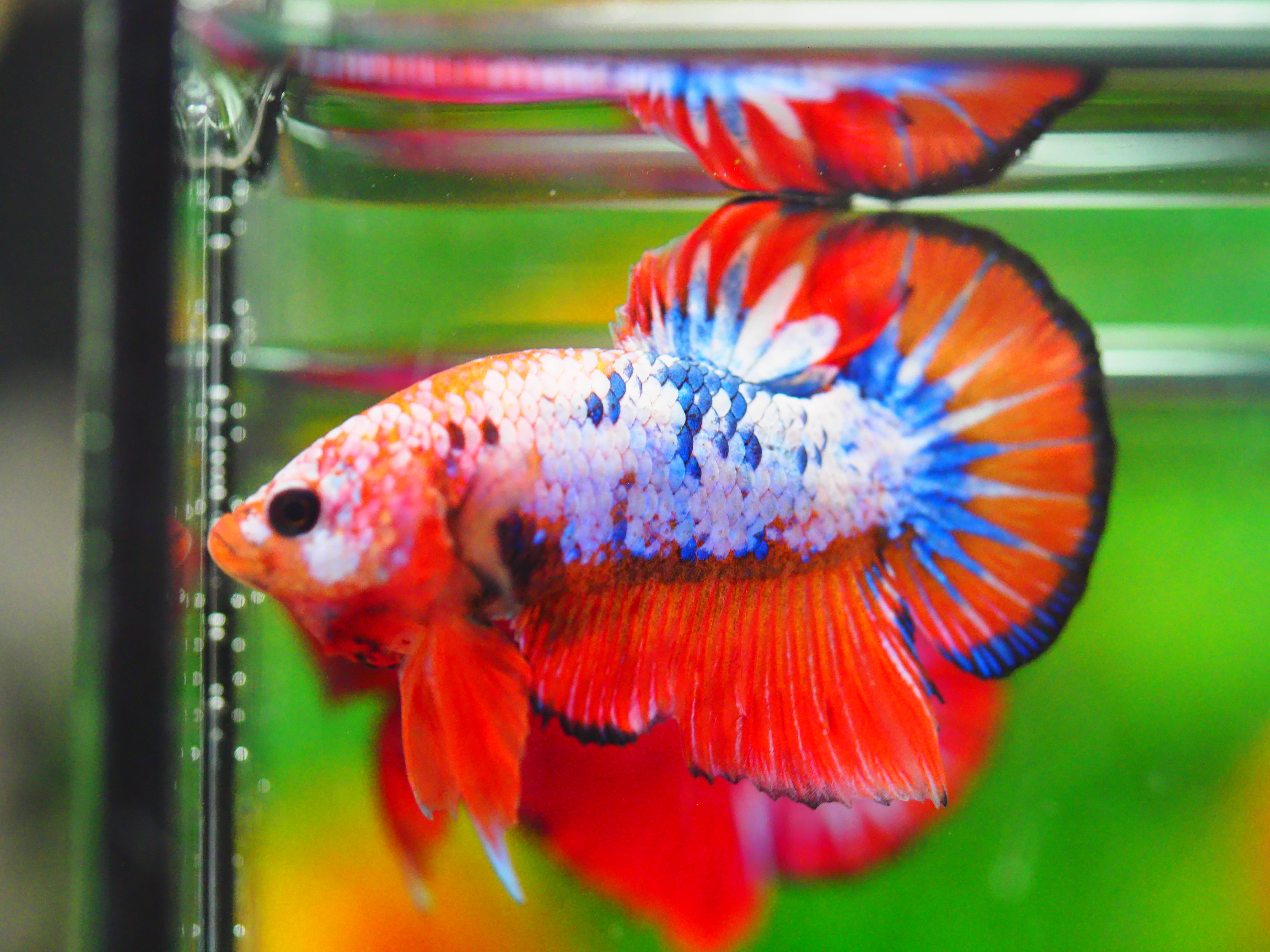 HMPK FANCY MALE GRADE A +++