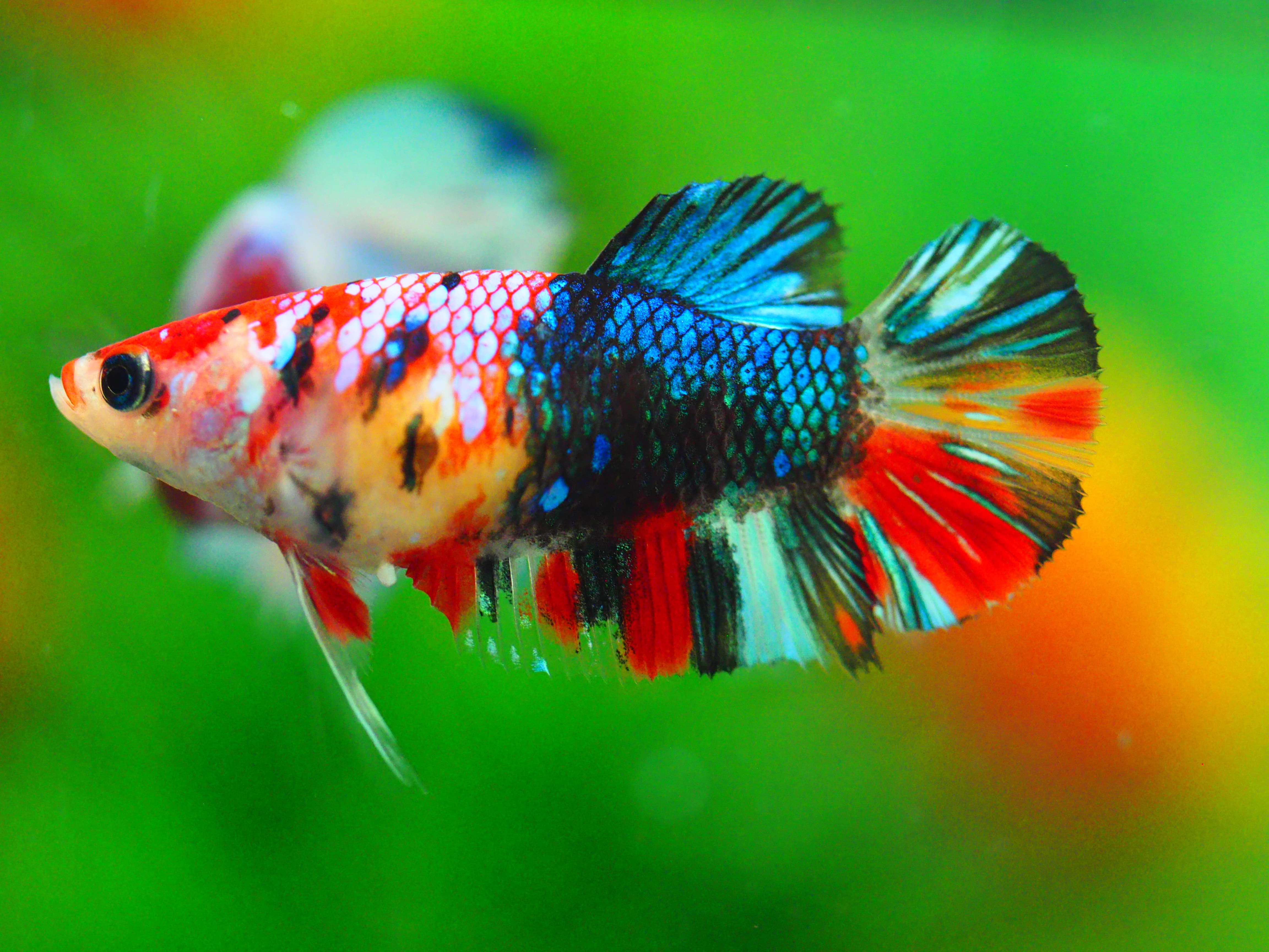 HMPK KOI GALAXY FNMALE GRADE A +++