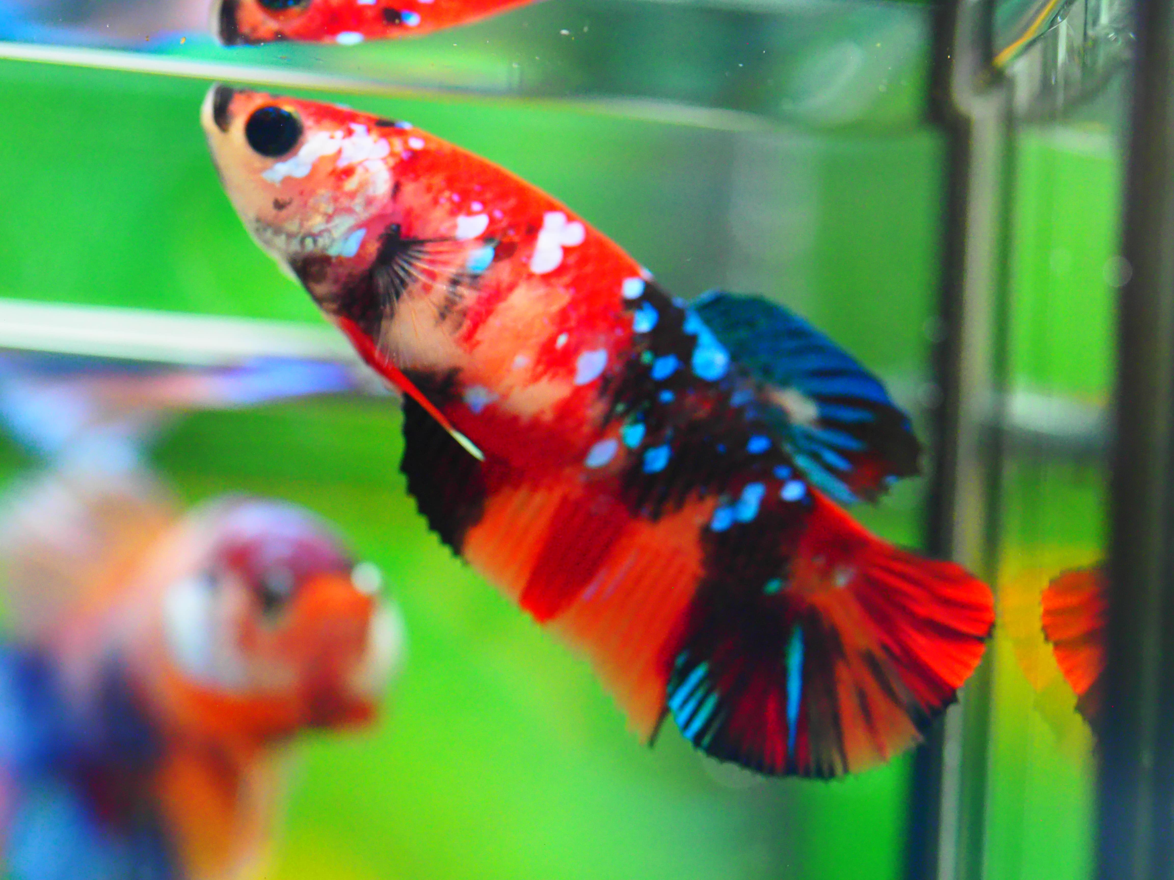 HMPK KOI GALAXY FNMALE GRADE A +++