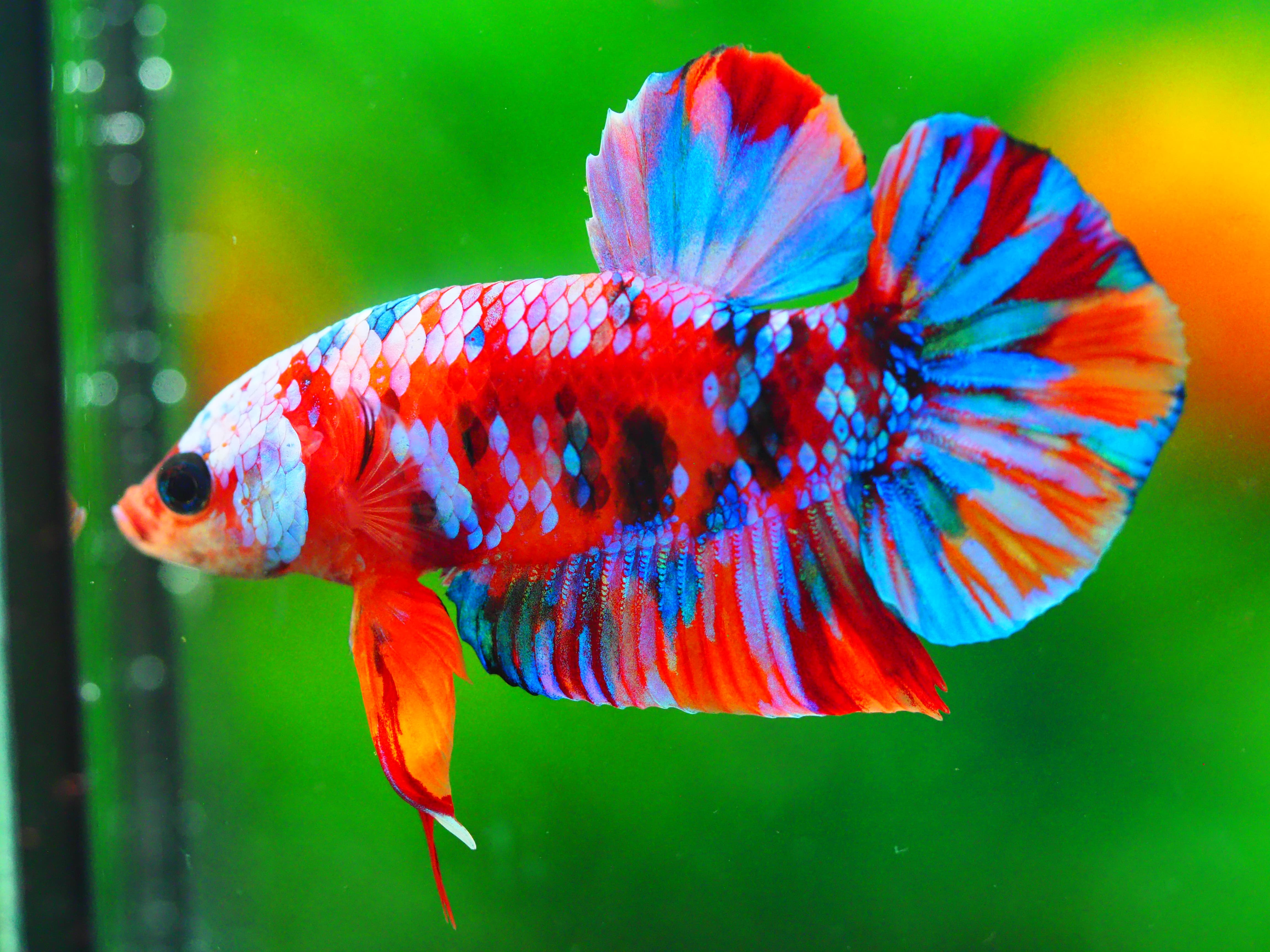 HMPK KOI GALAXY MALE GRADE A +++