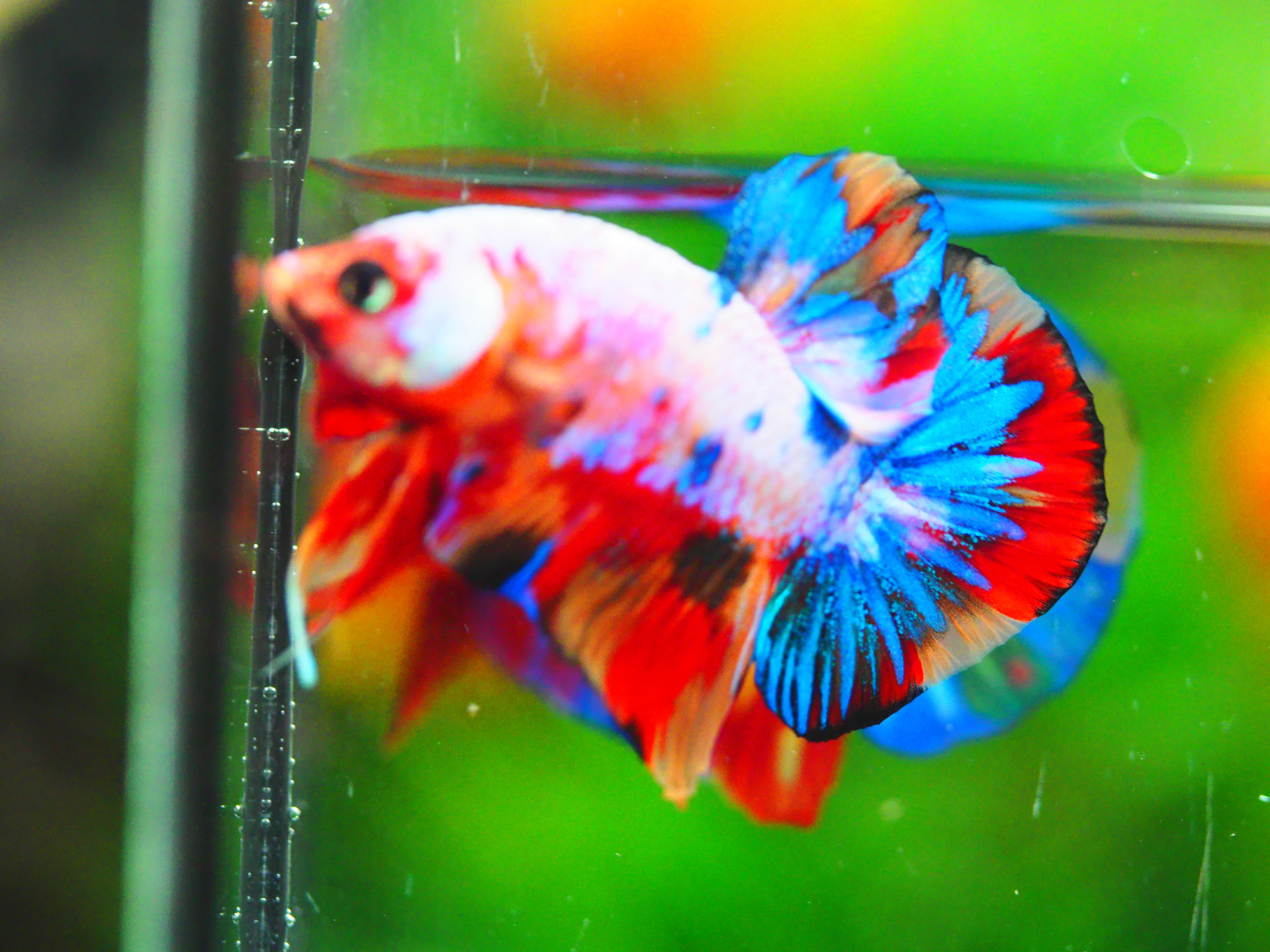 HMPK CANDY MALE GRADE A +++