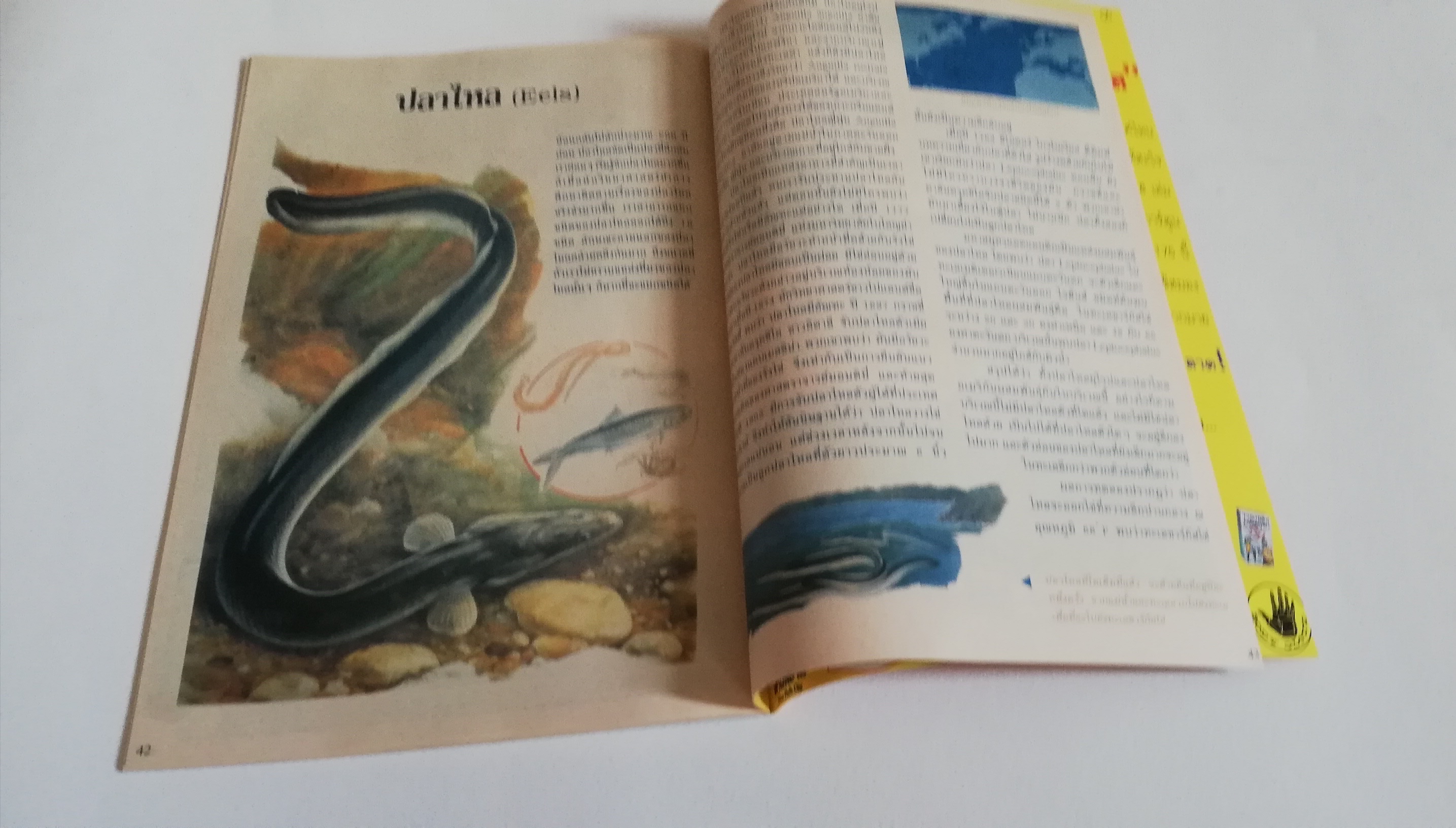 หนังสือการ์ตูน2ภาษาจากดิสนีย์ เนชั่นคอมิคส์, มิกกี้และสหาย ฉบับที่167 ตอน ชุดสวยของเดซี่