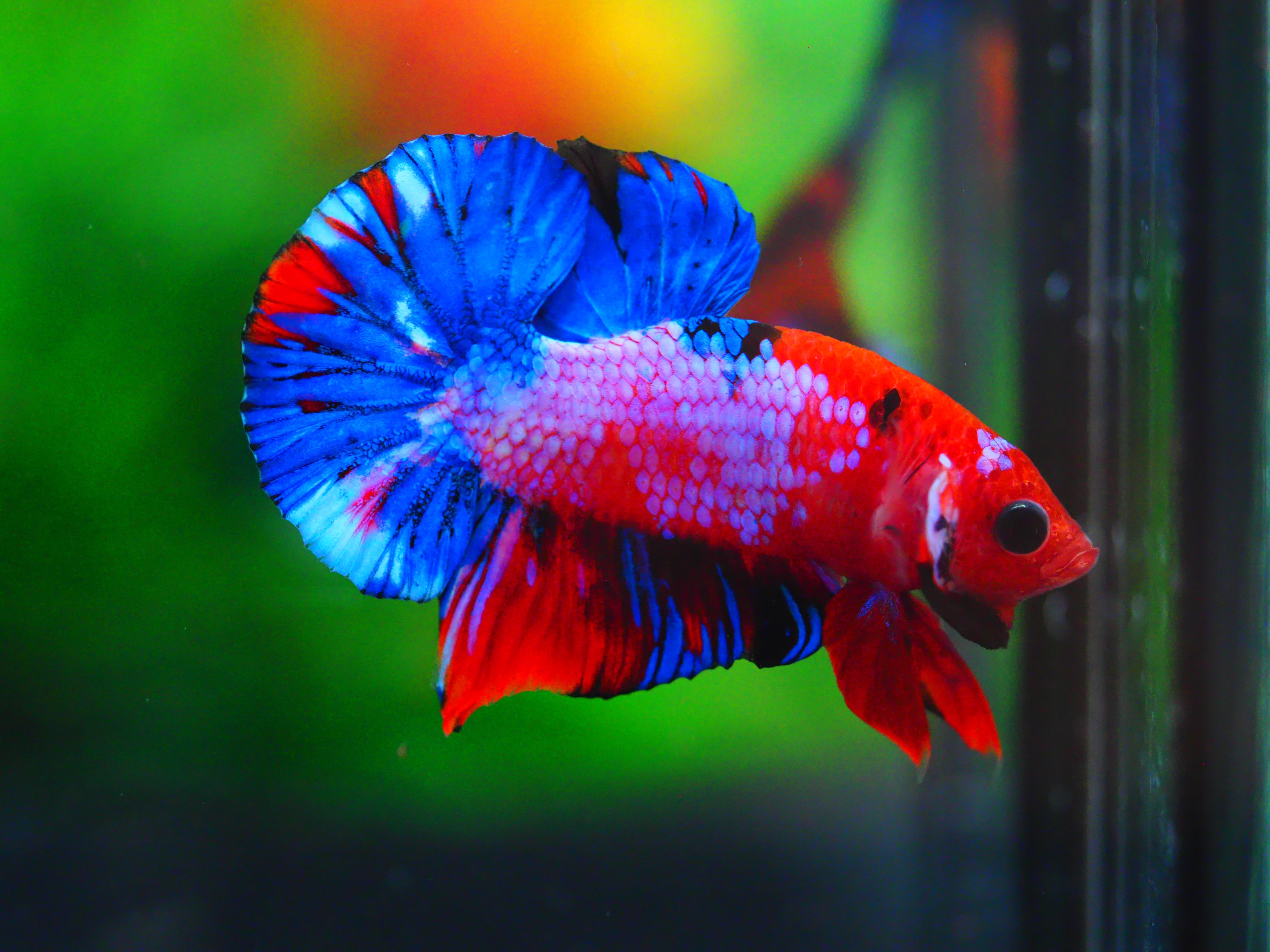 HMPK KOI GALAXY MALE GRADE A++