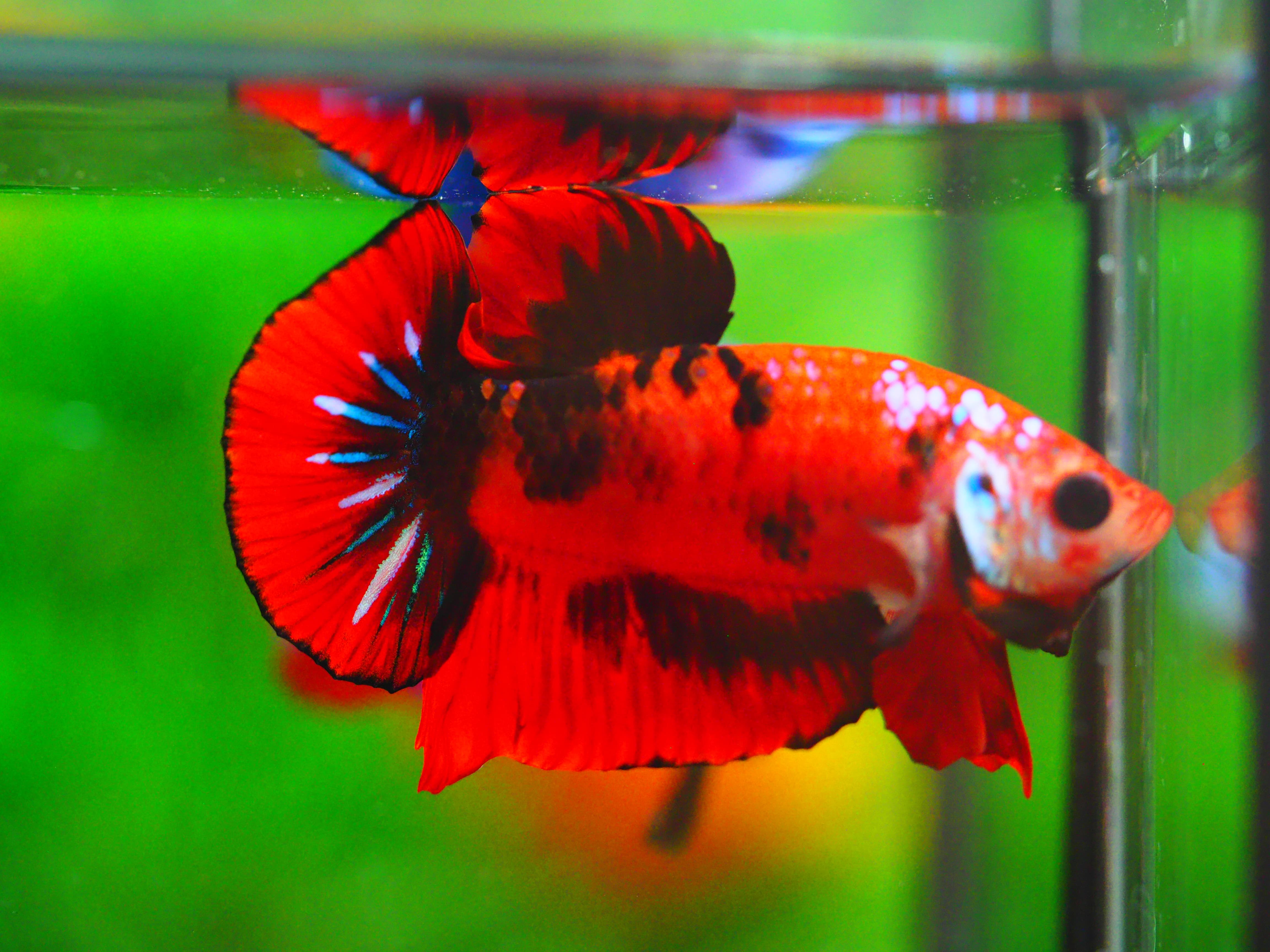 HMPK KOI GALAXY MALE GRADE A +++