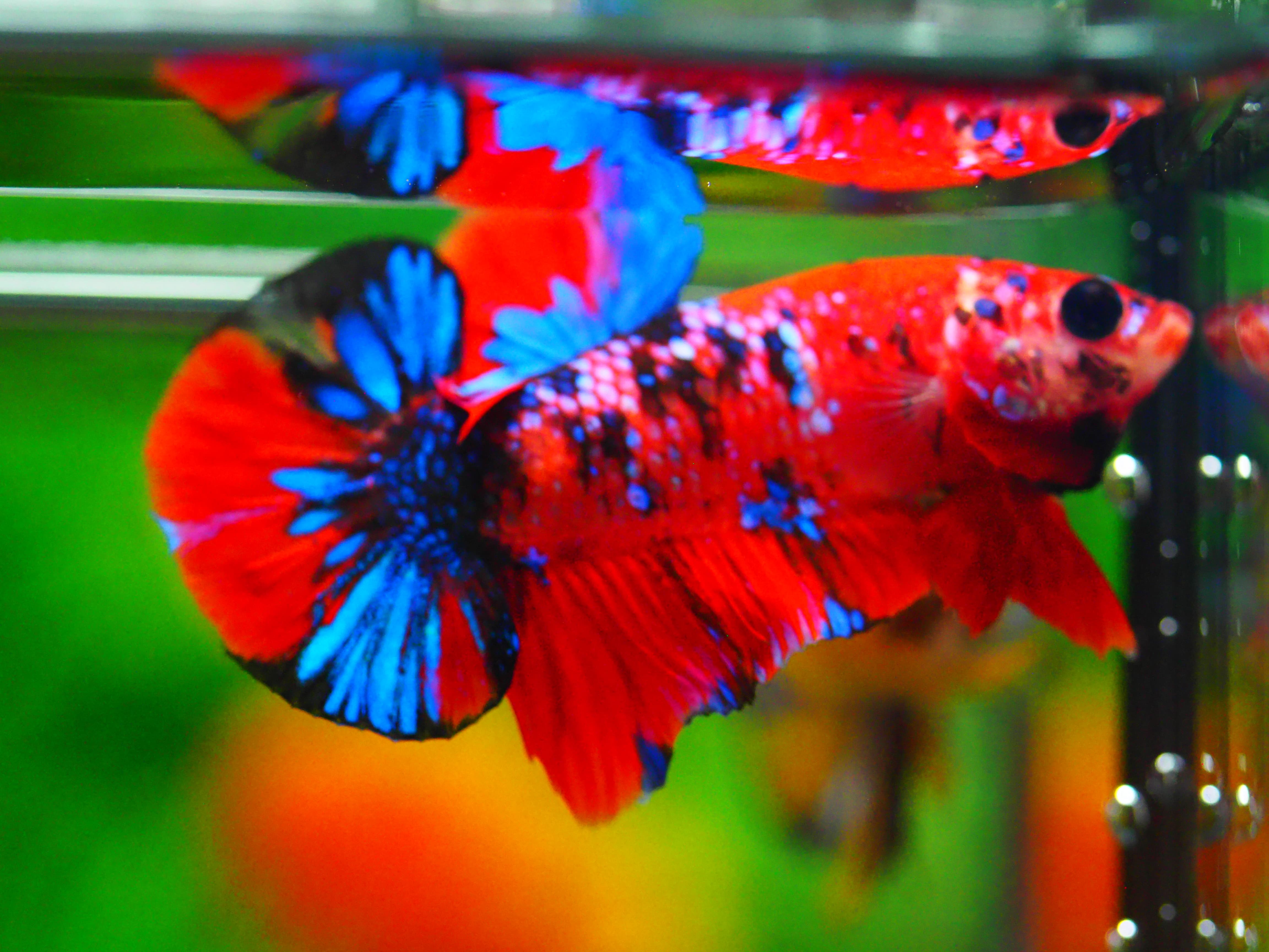 HMPK KOI GALAXY MALE GRADE A +++