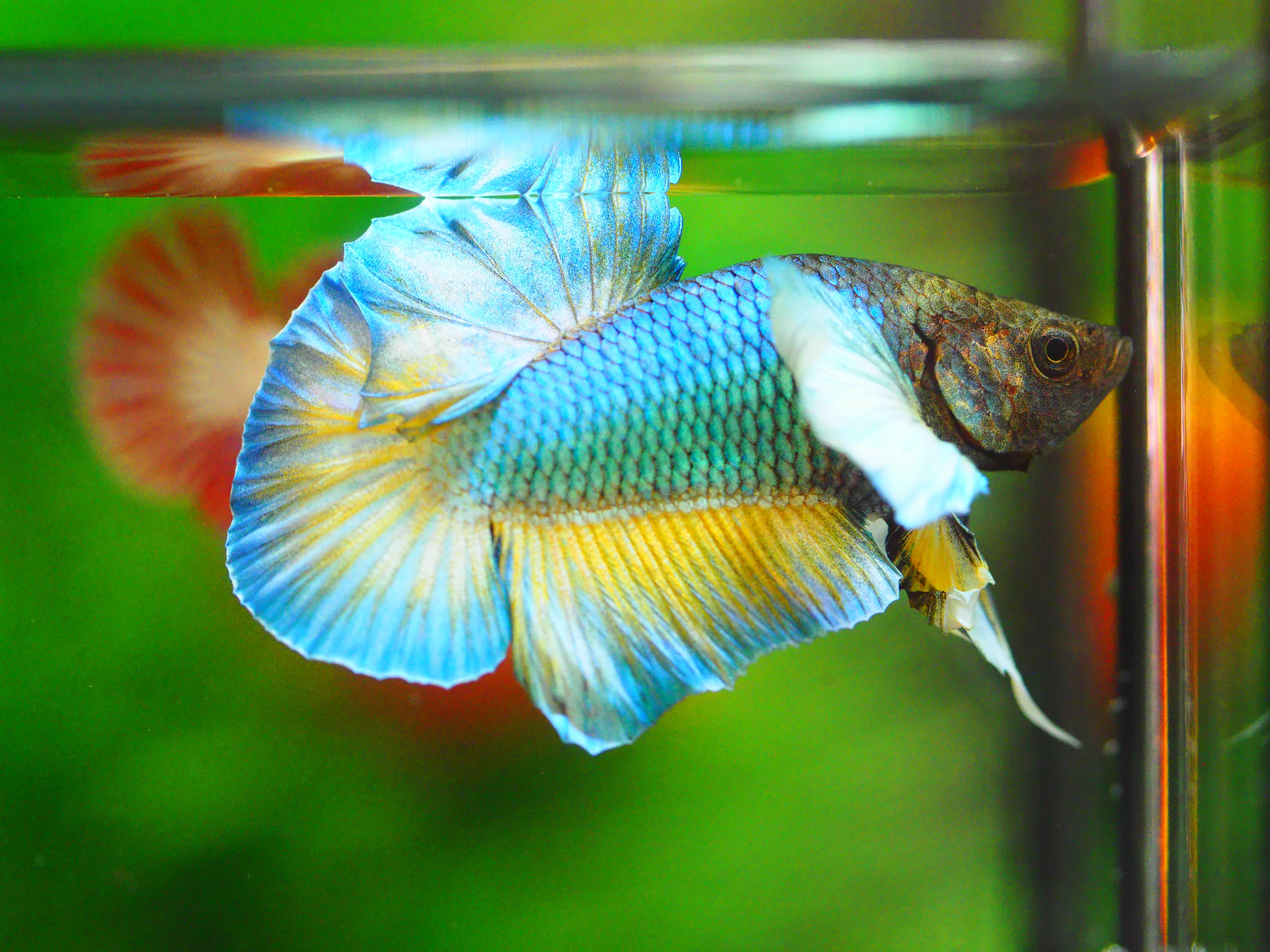 HMPK DUMBO MALE GRADE A +++