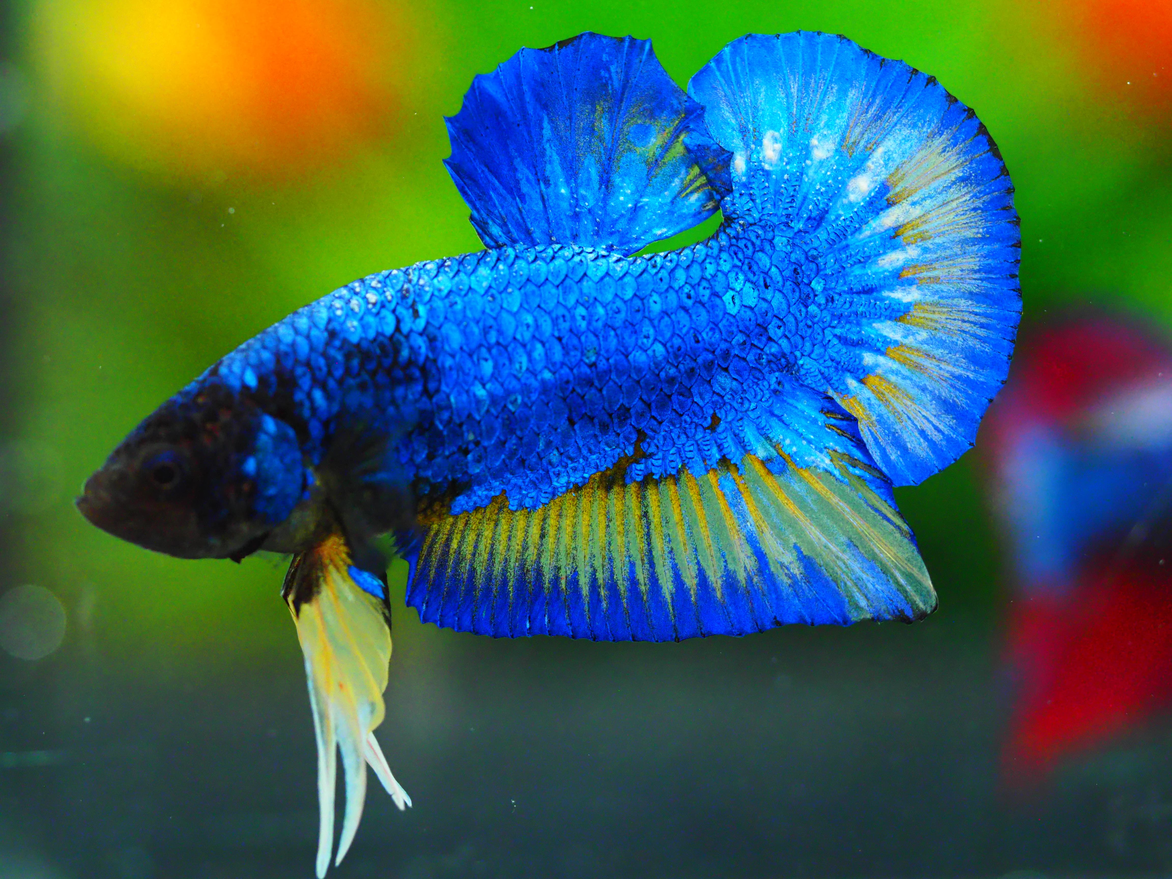 HMPK FANCY MALE GRADE A +++