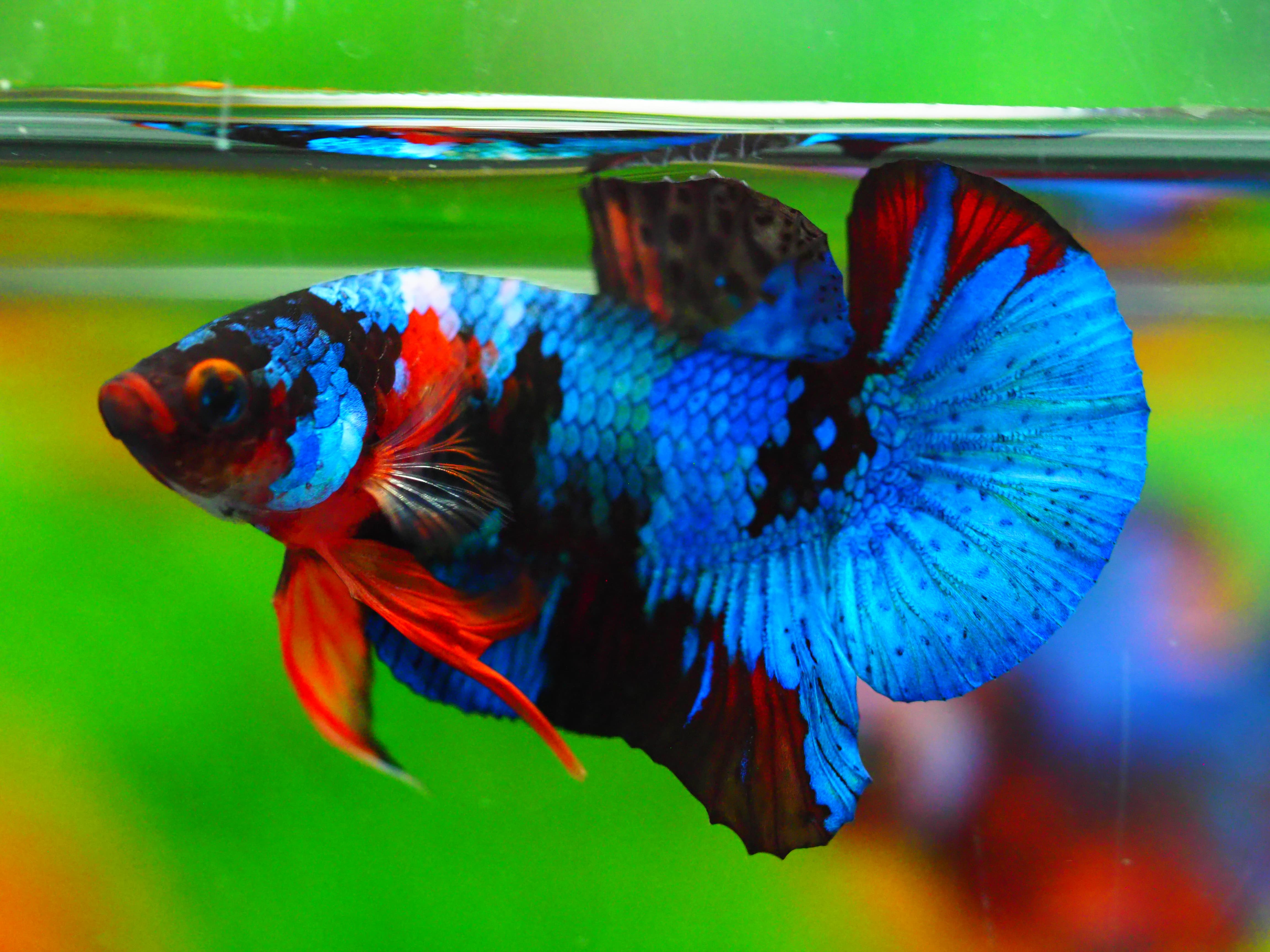 HMPK NEMO GALAXY MALE GRADE A +++