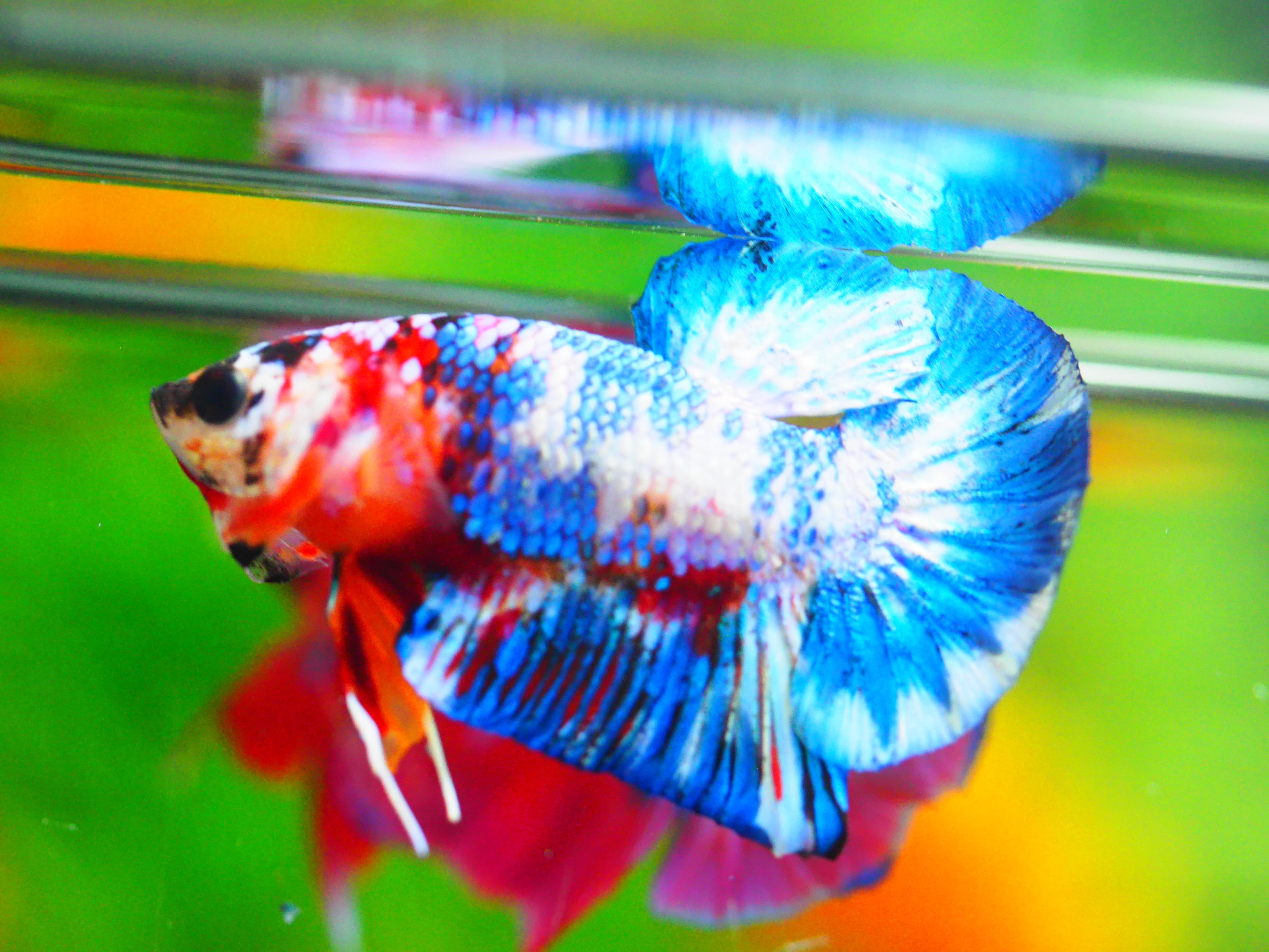 HMPK FANCY MALE GRADE A +++