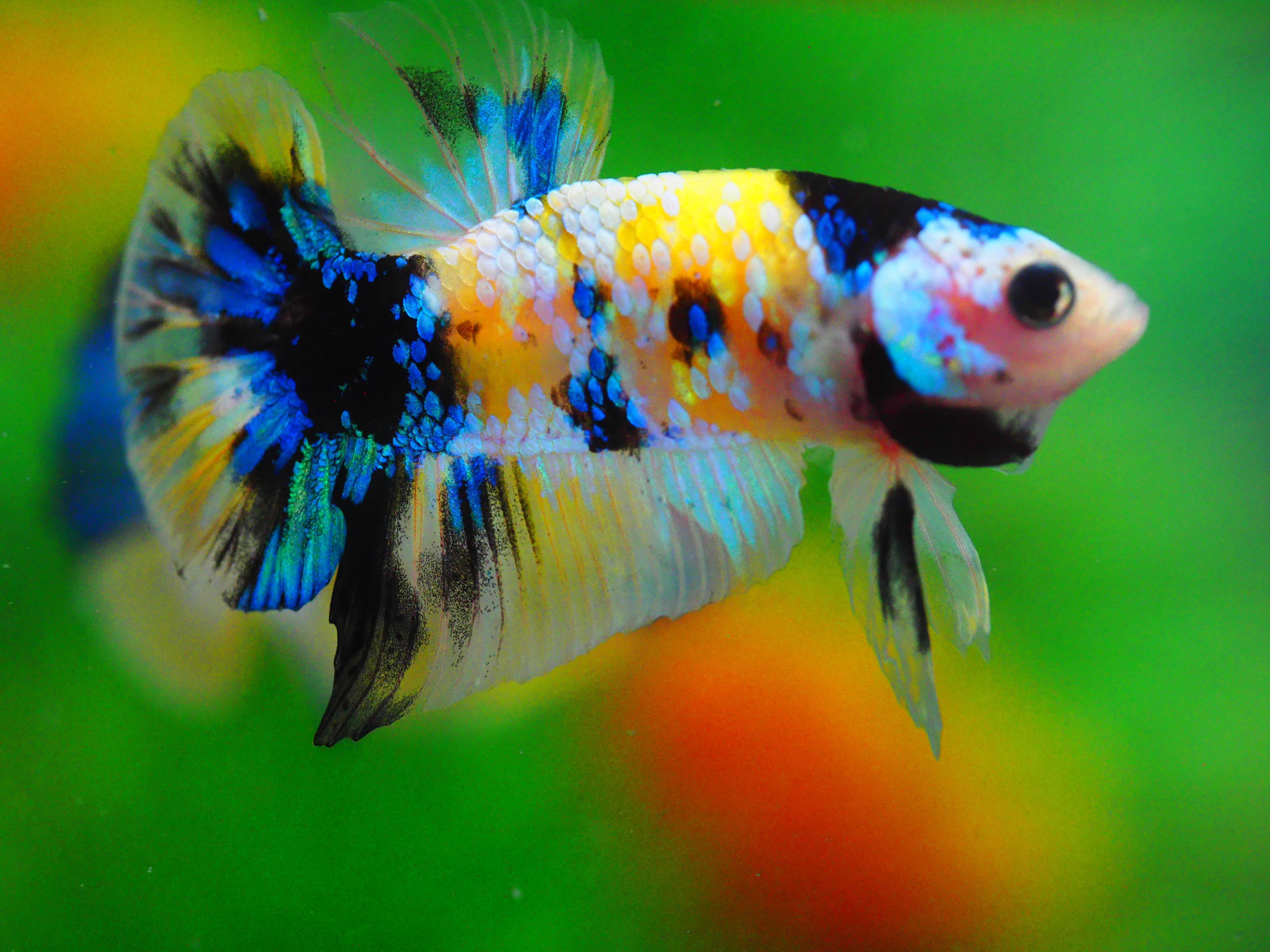 HMPK KOI YELLOW MALE GRADE A +++