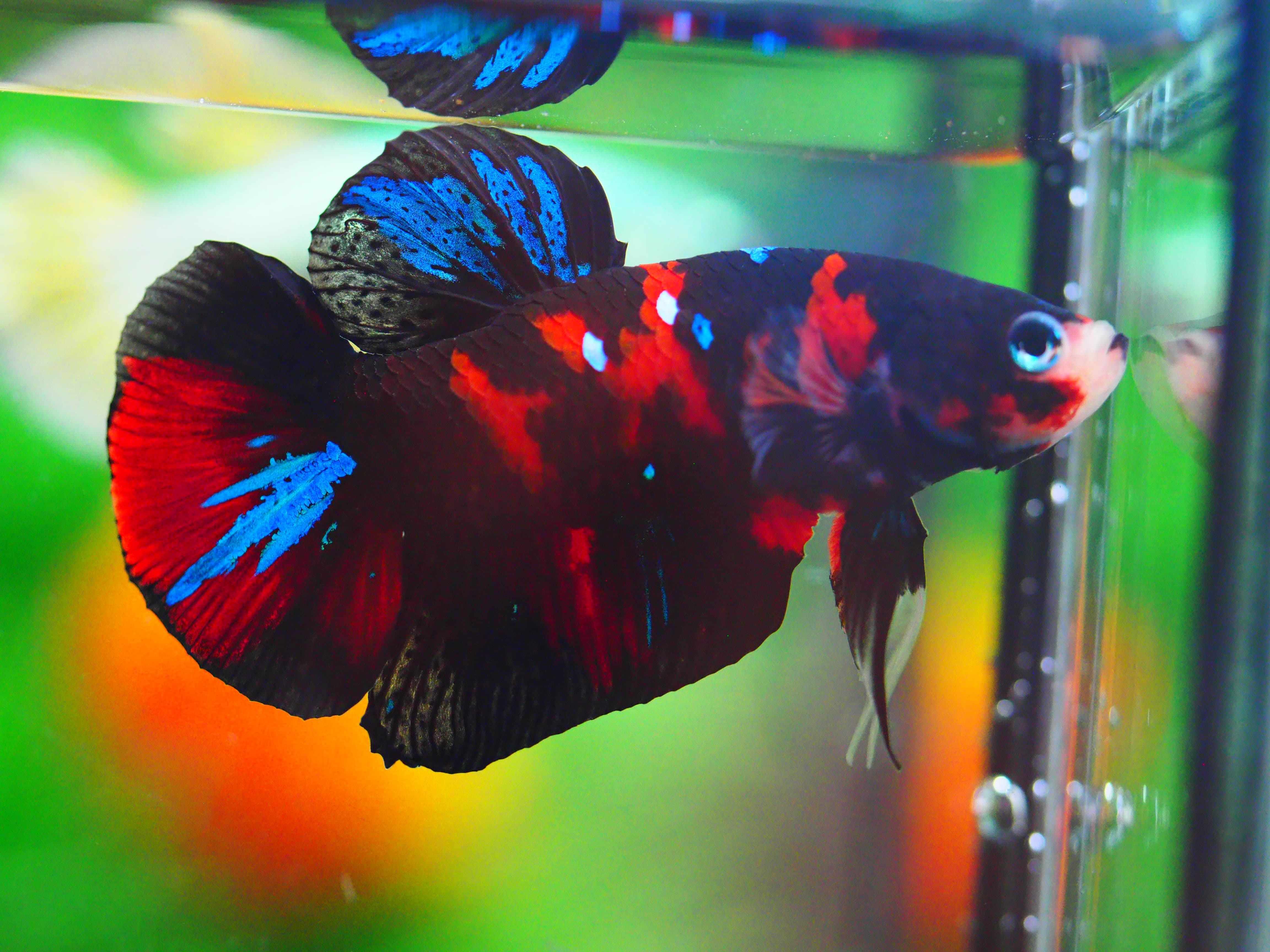 HMPK KOI GALAXY MALE GRADE A +++