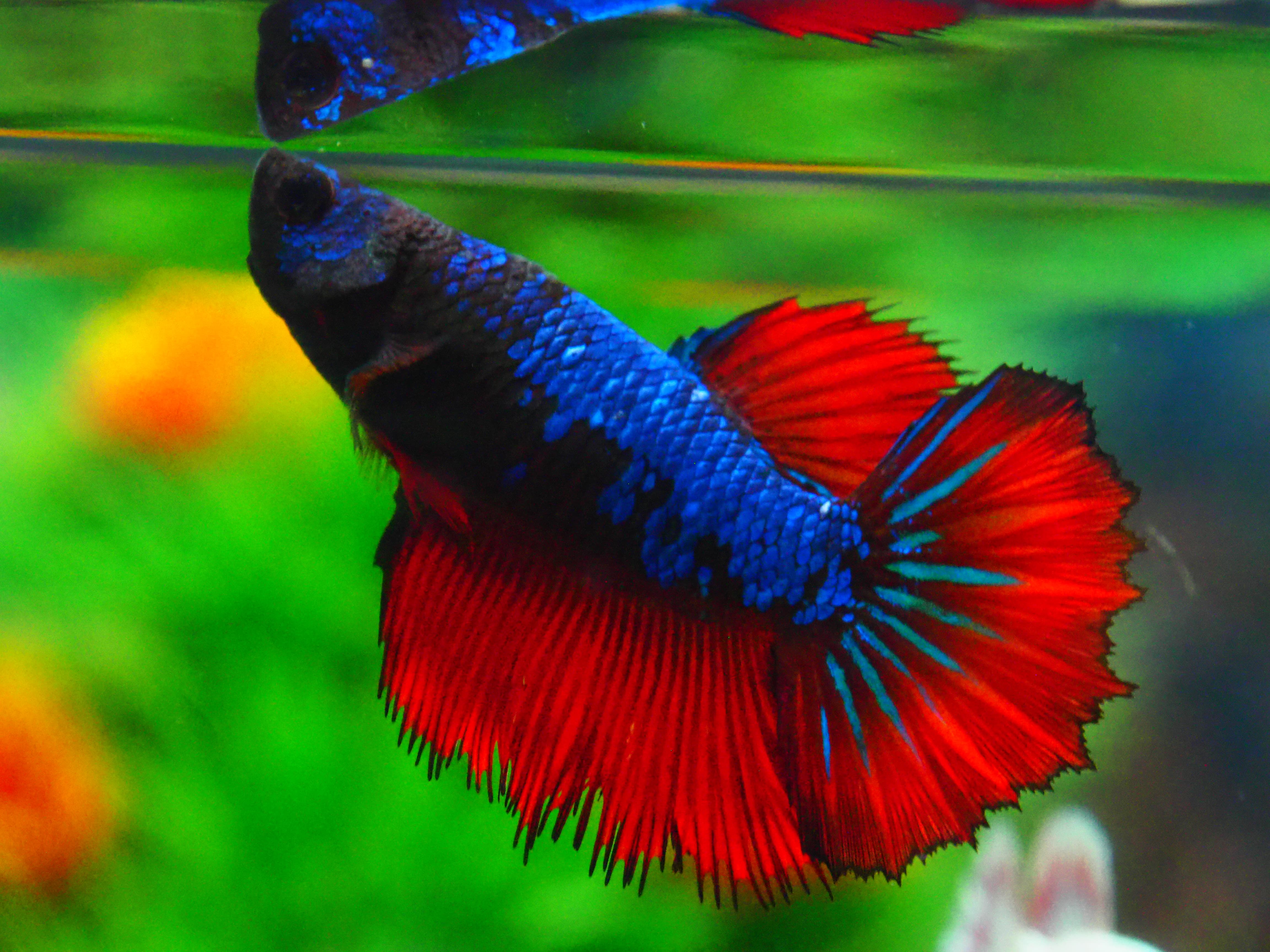 HM FANCY FN MALE GRADE A +++