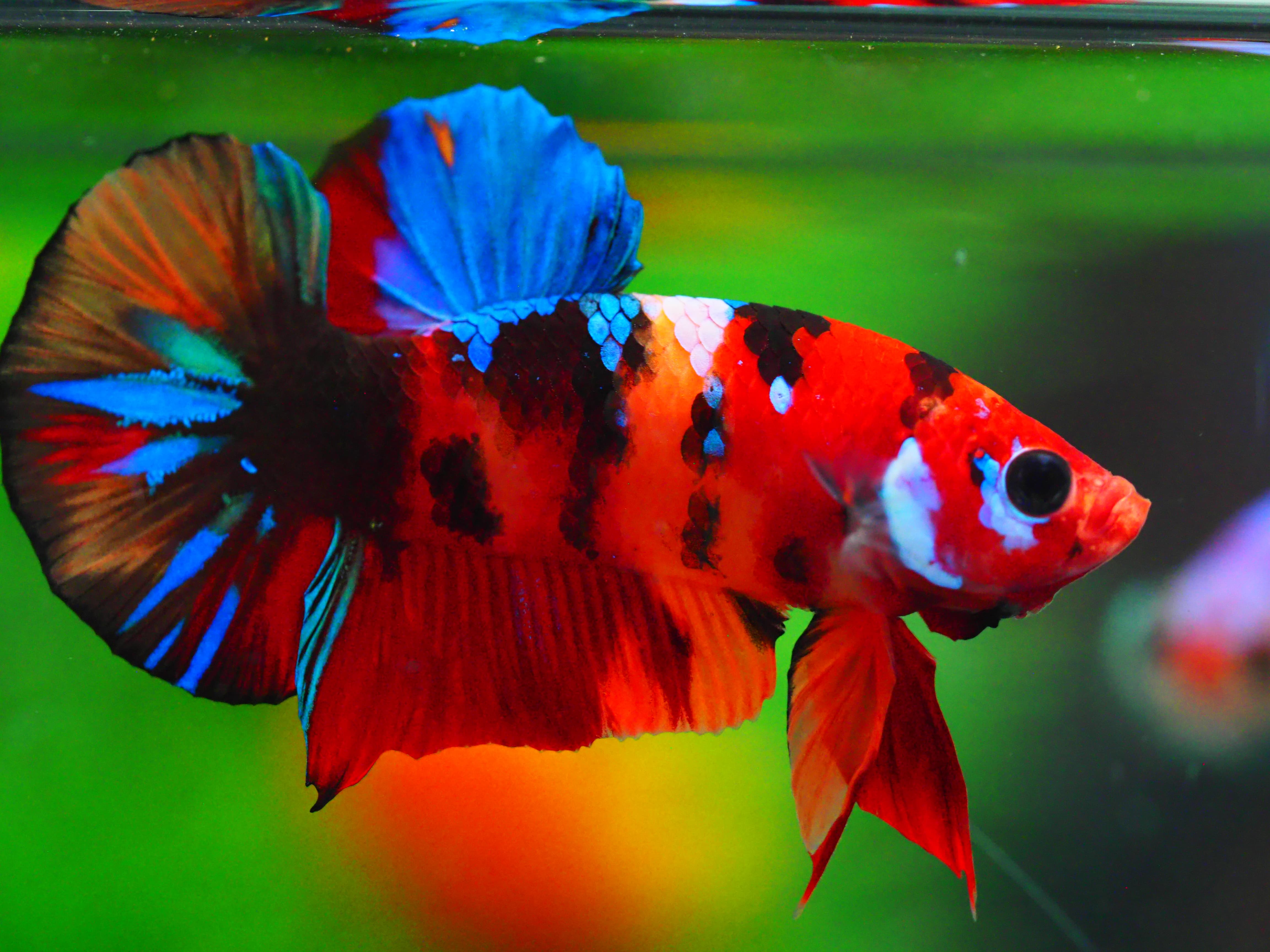 HMPK NEMO GALAXY MALE GRADE A +++