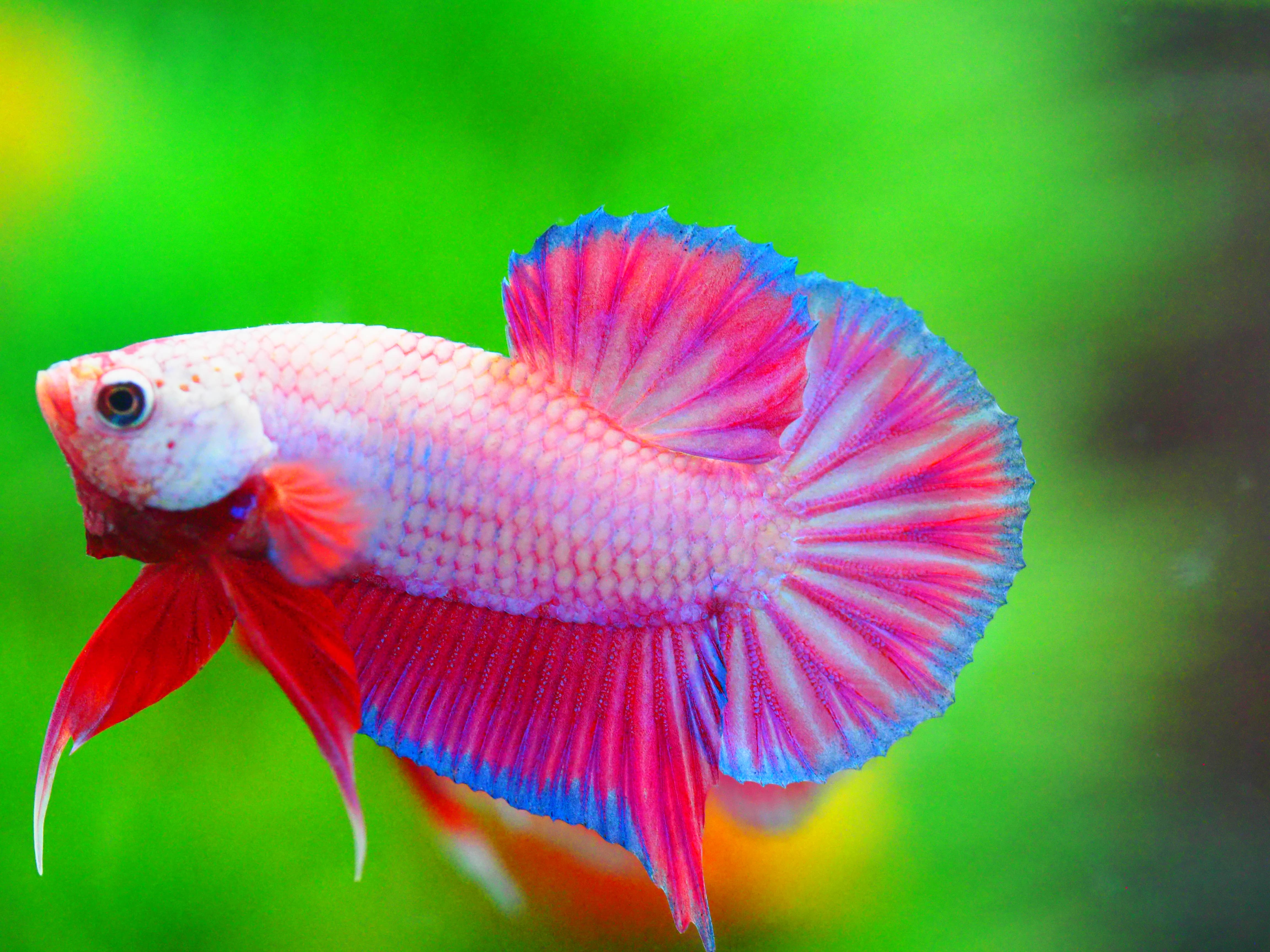 HMPK FANCY MALE GRADE A +++