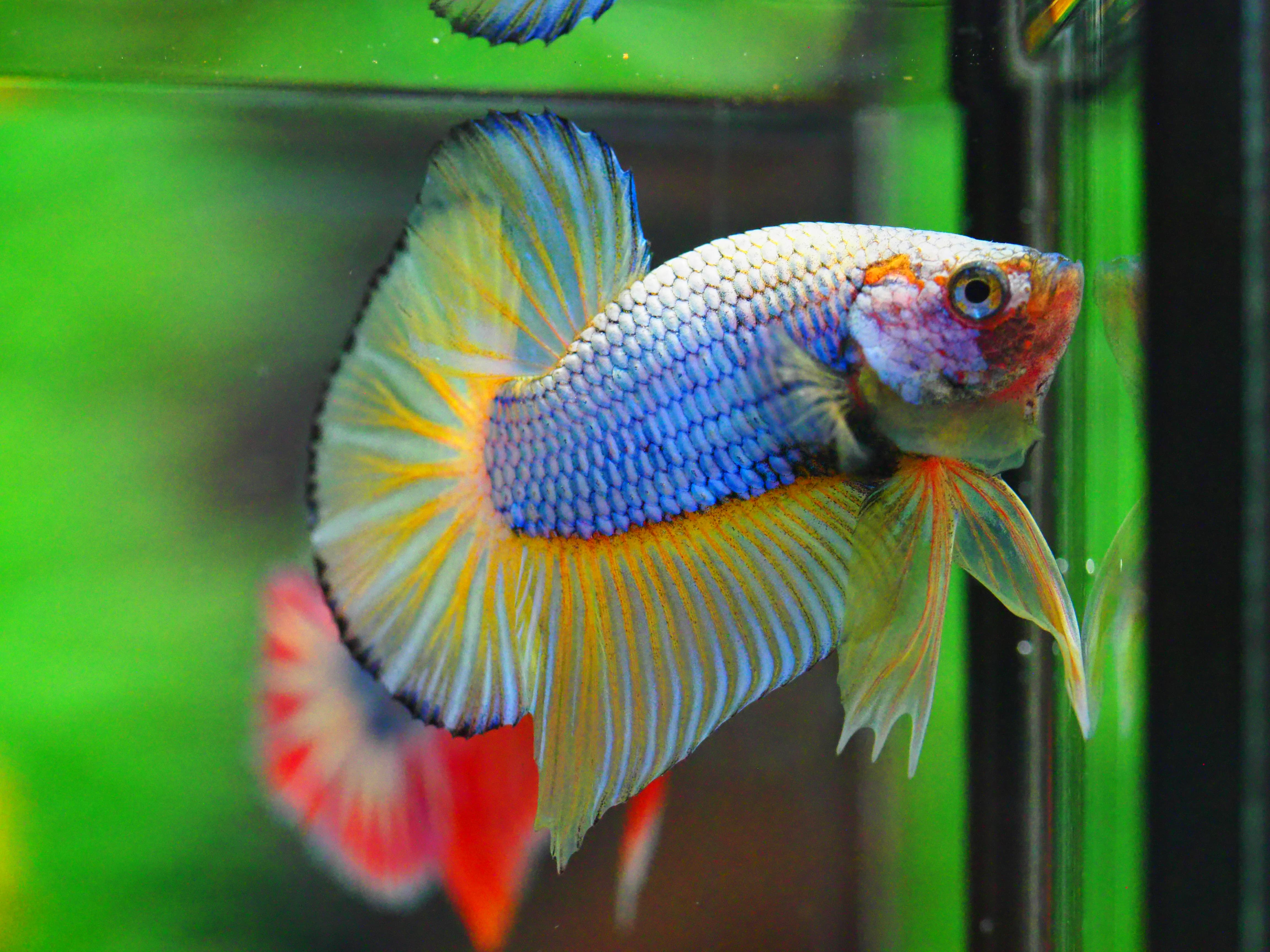 HMPK FANCY MALE GRADE A +++