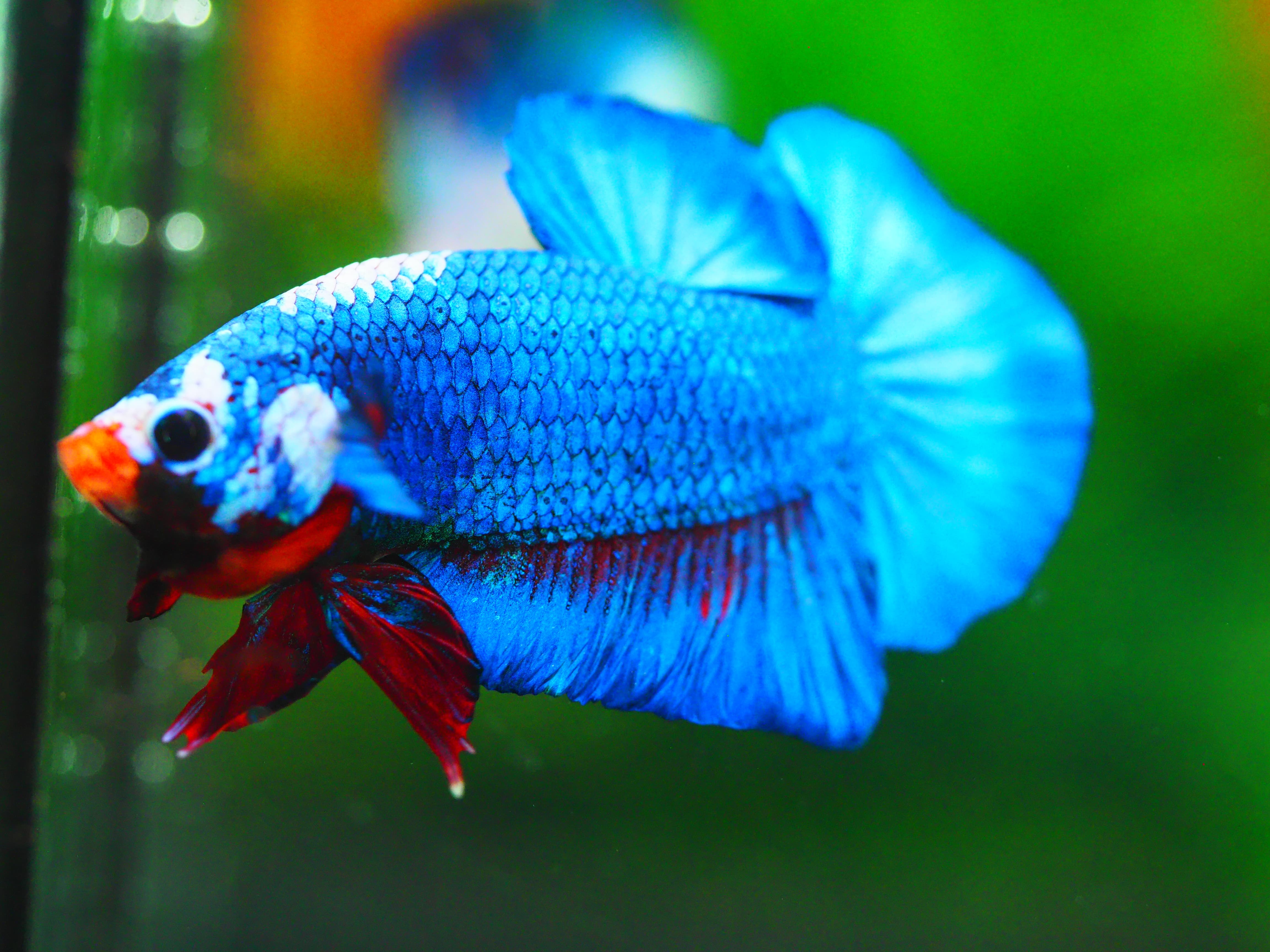 HMPK KOI FANCY MALE GRADE A +++