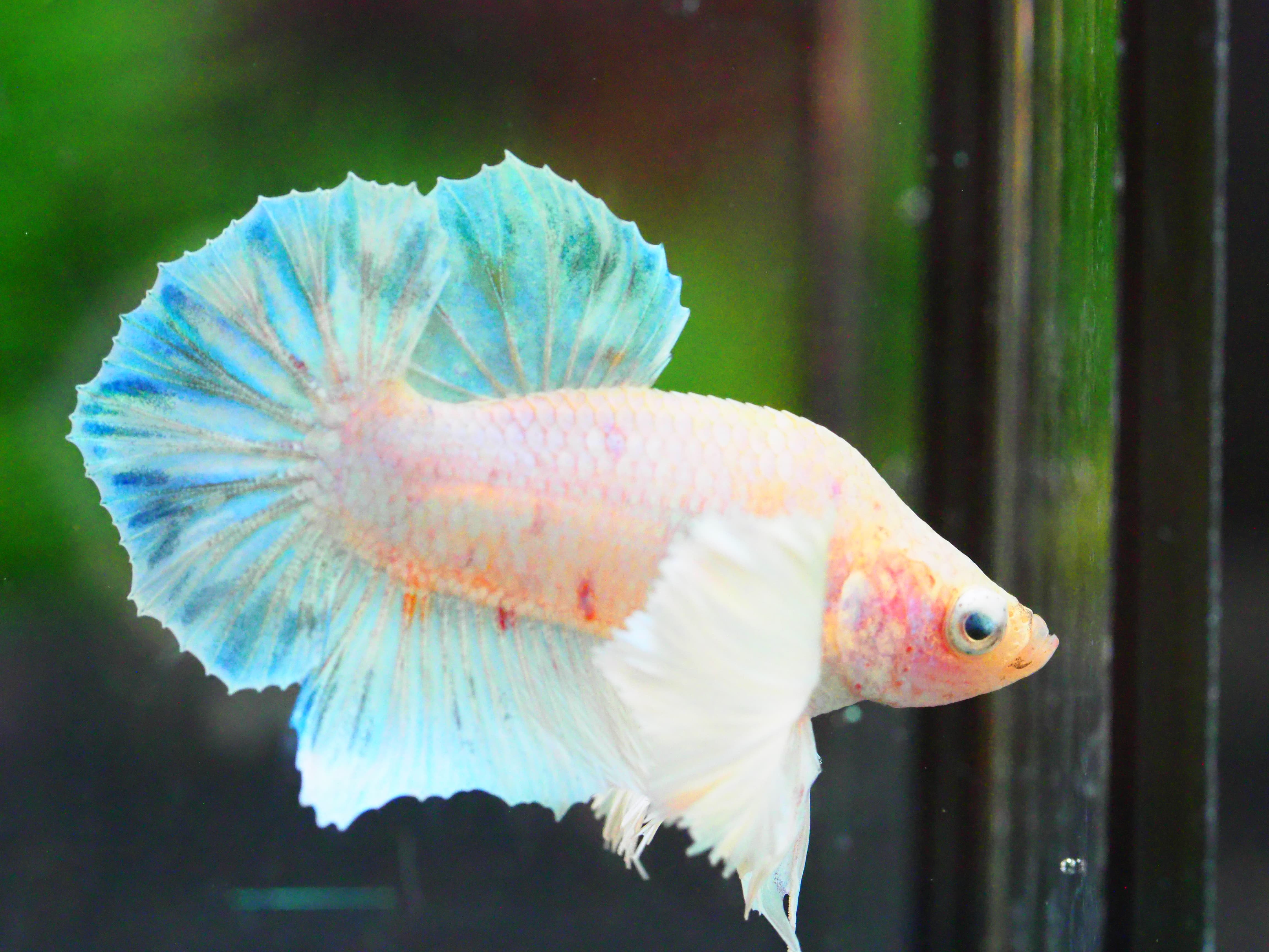 HMPK DUMBO MALE GRADE
