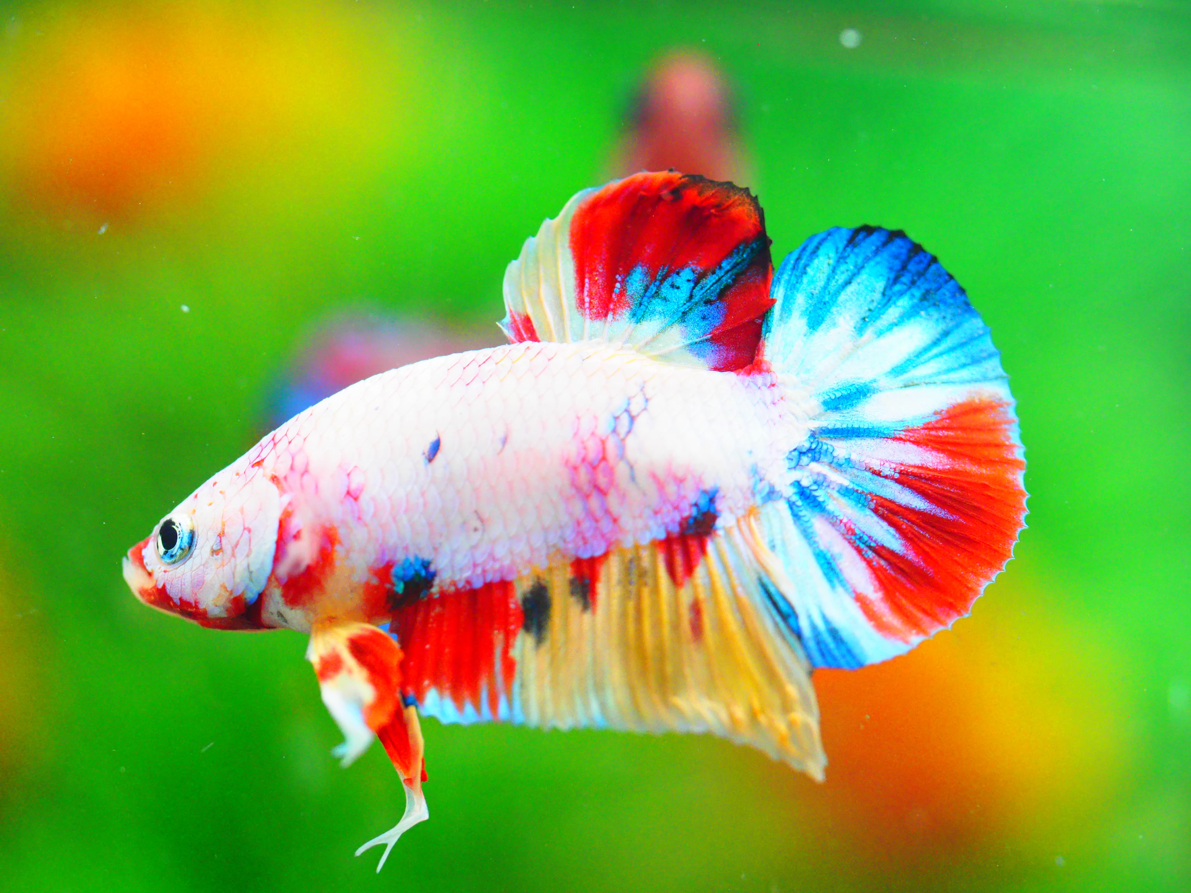 HMPK KOI FANCY MALE GRADE A +++