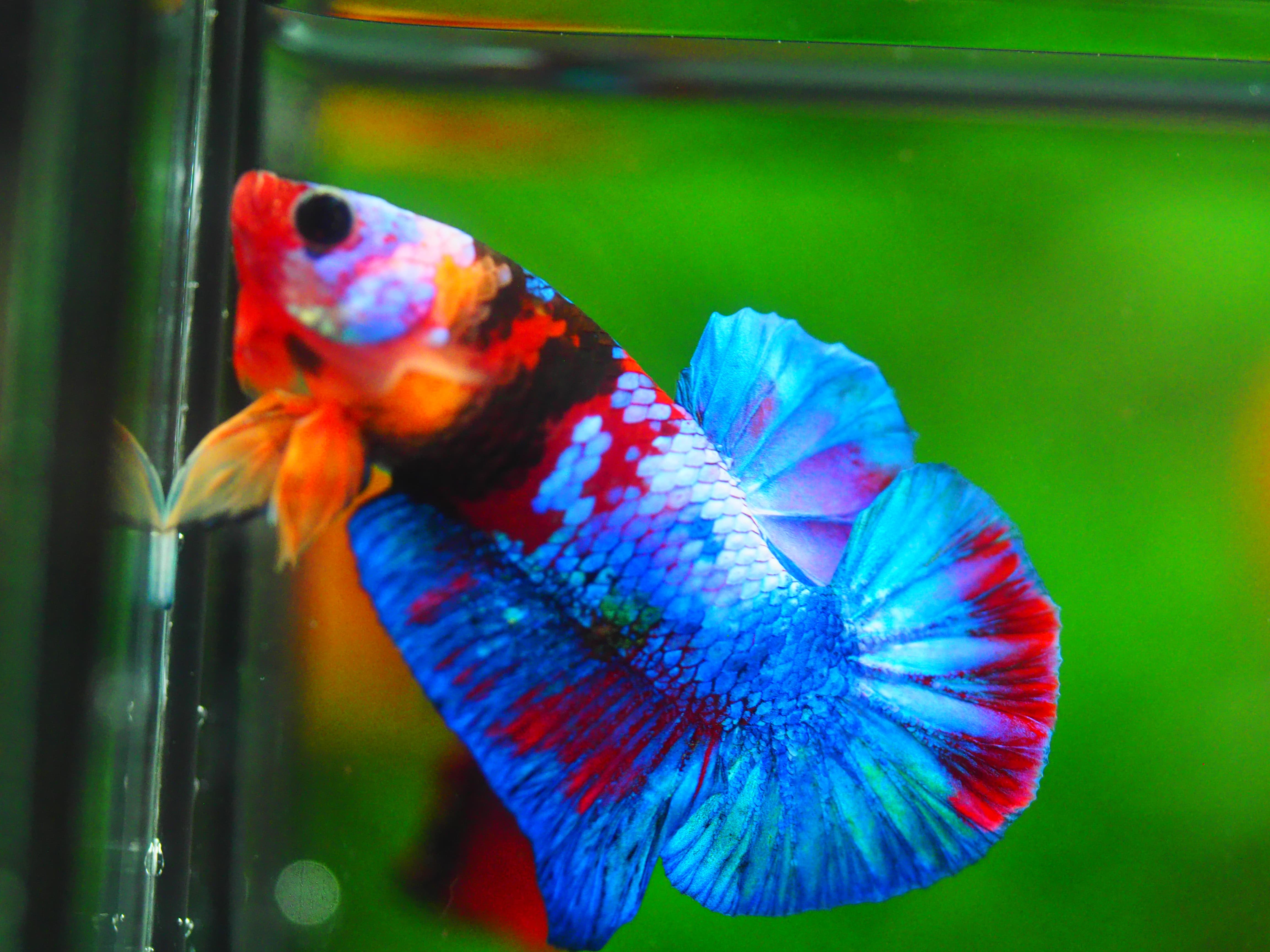 HMPK KOI GALAXY MALE GRADE A++