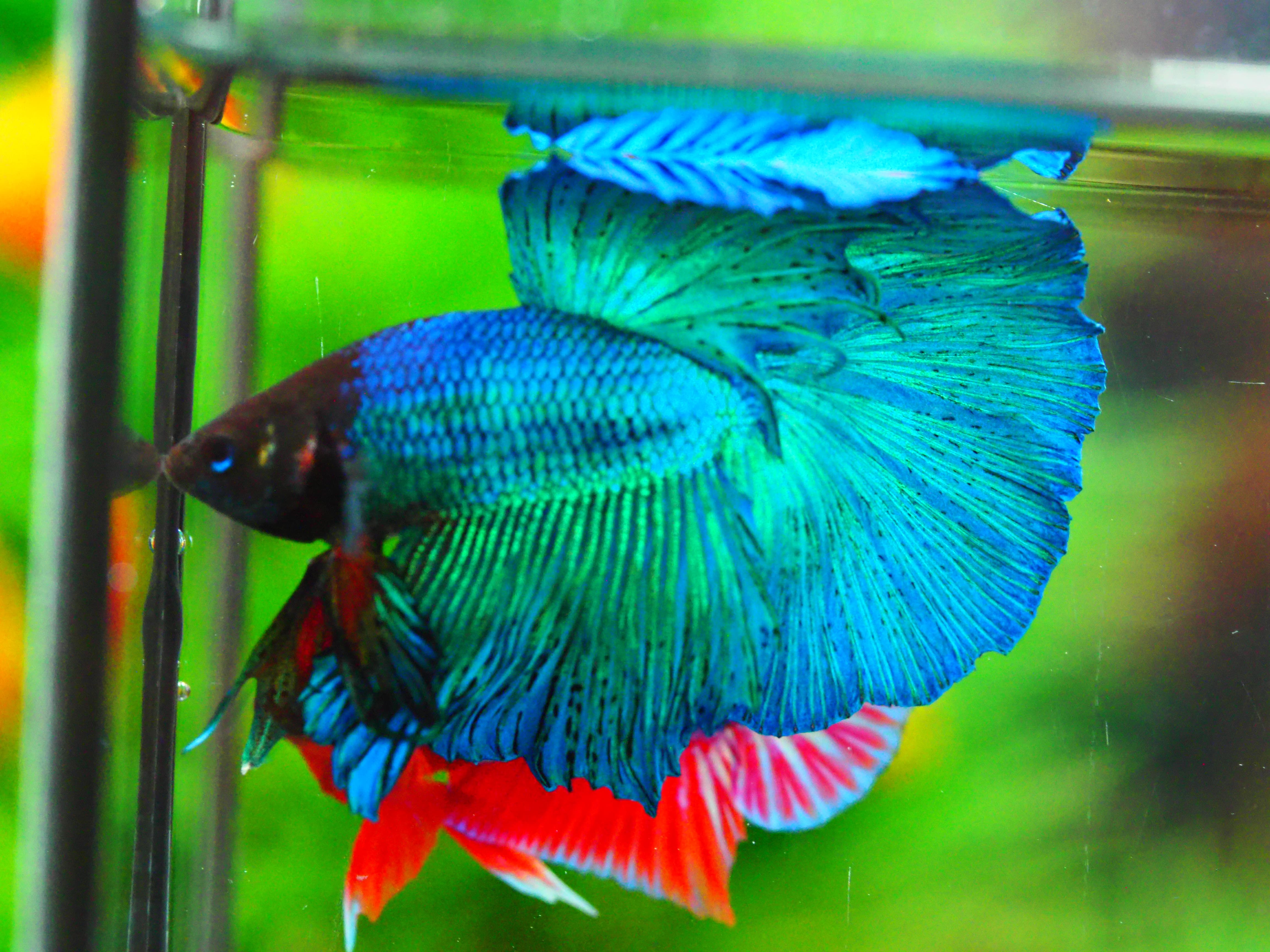 HM FANCY MALE GRADE A +++