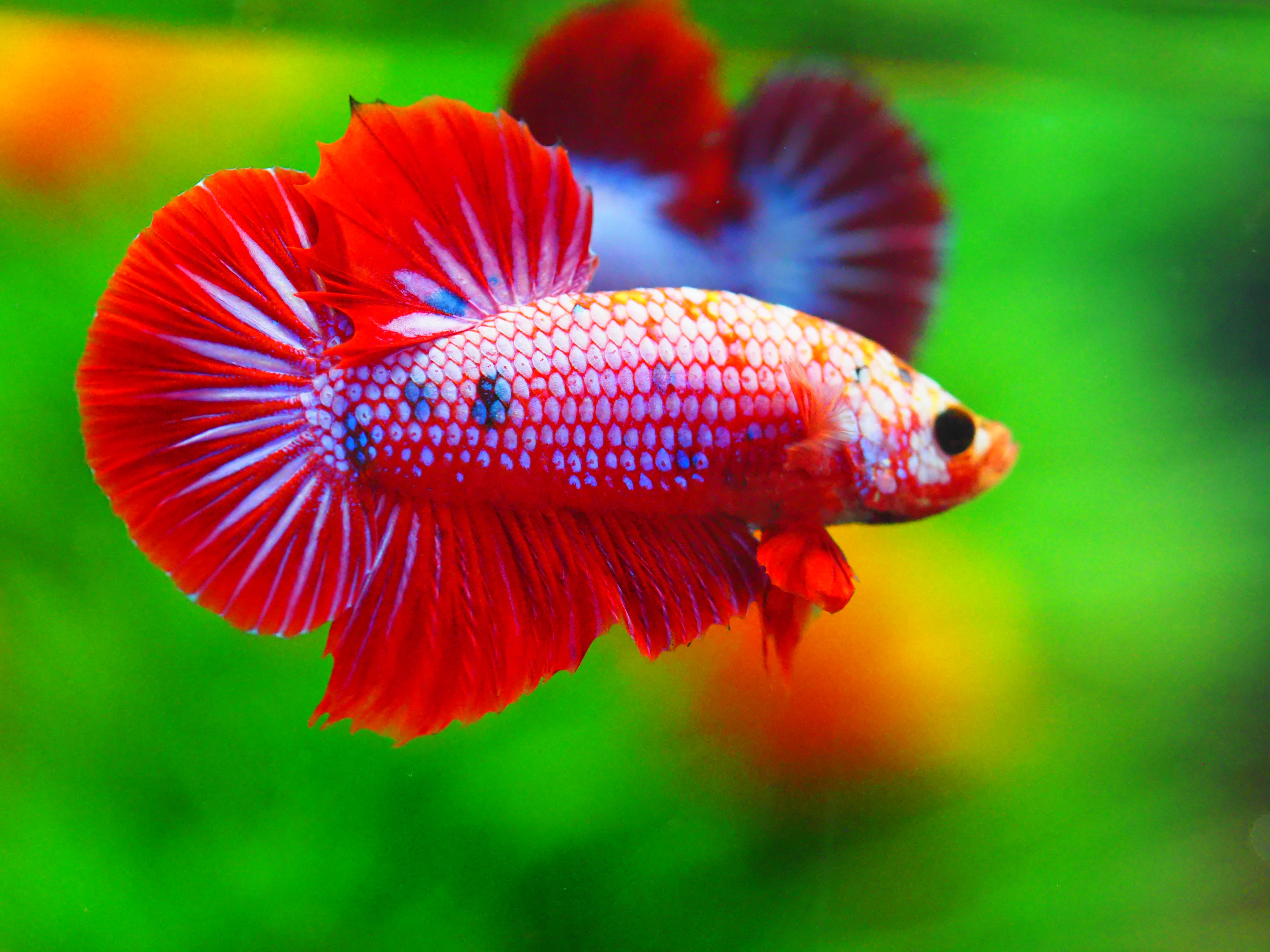 HMPK FANCY MALE GRADE A +++