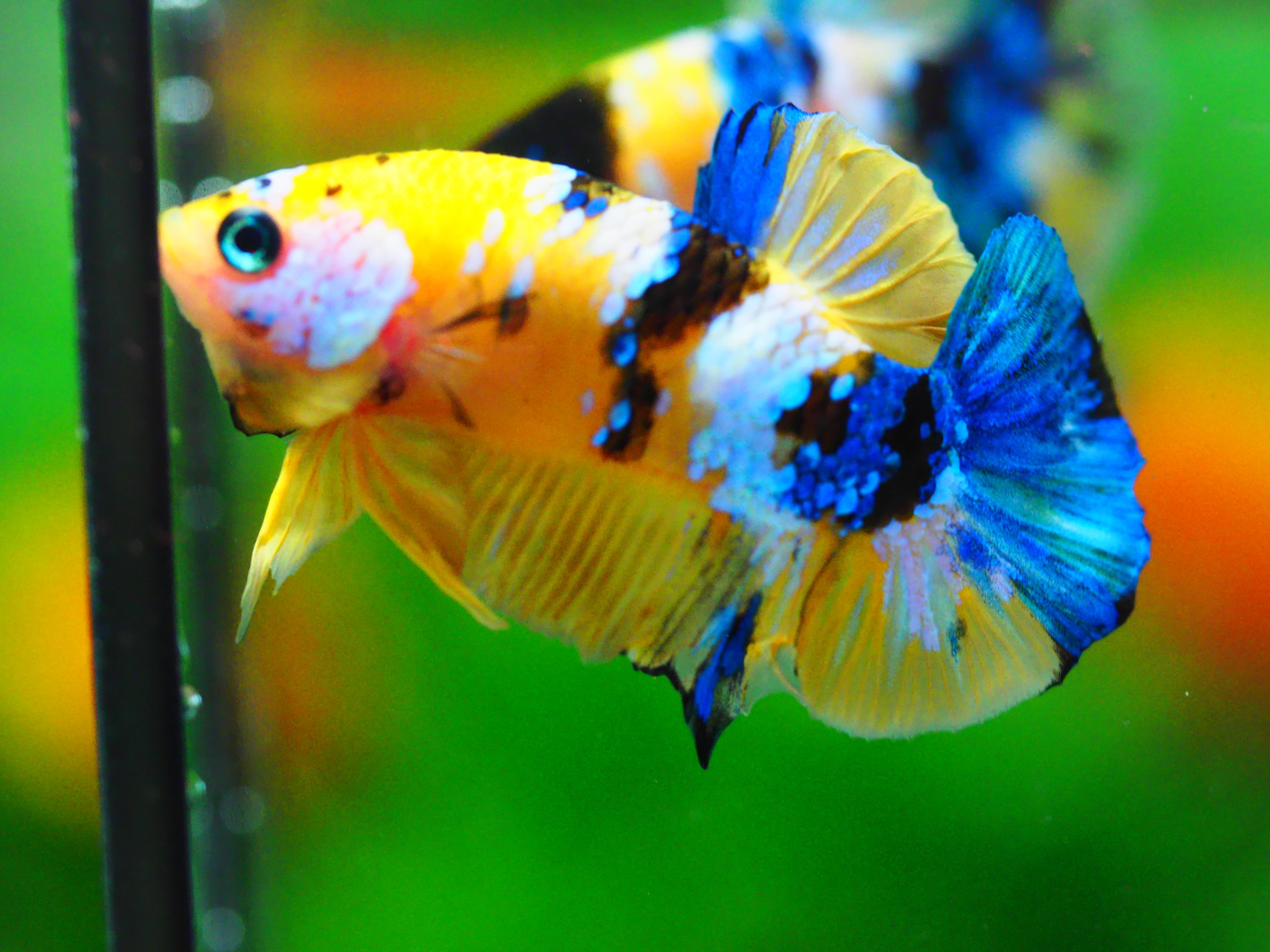 HMPK KOI YELLOW MALE GRADE A +++