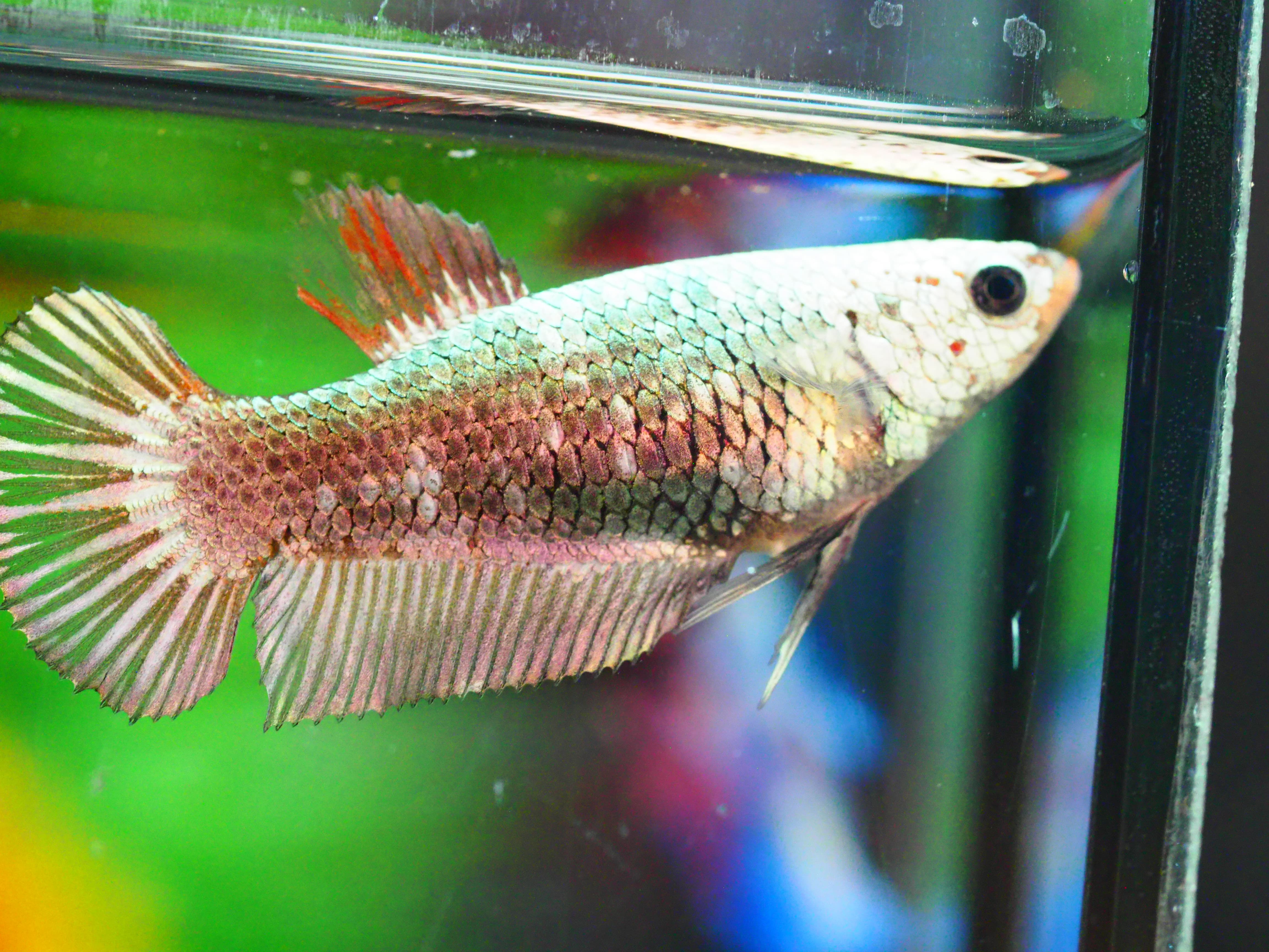 HMPK FANCY MALE GRADE A +++