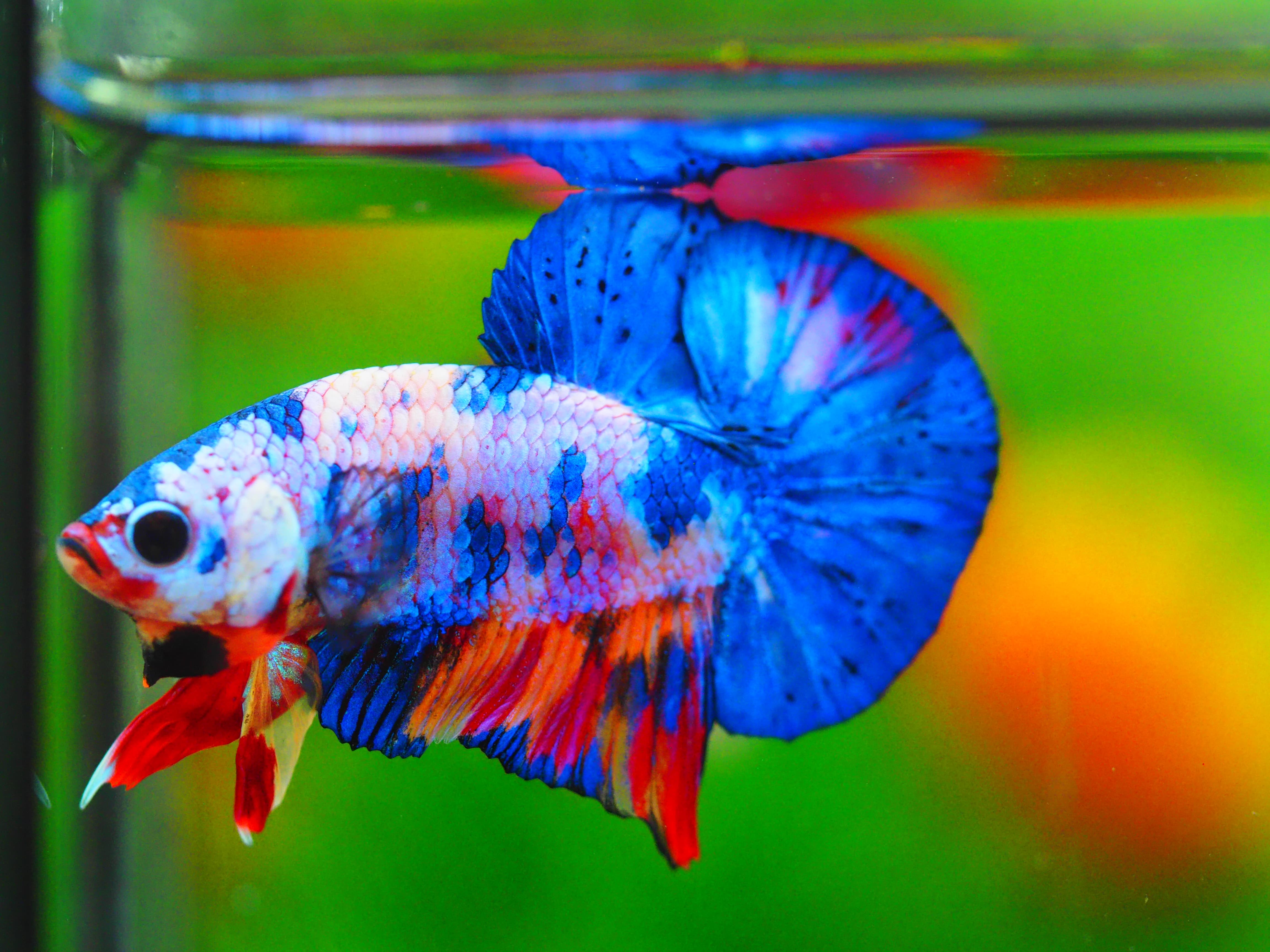 HMPK MUNTICOLOR MALE GRADE A++