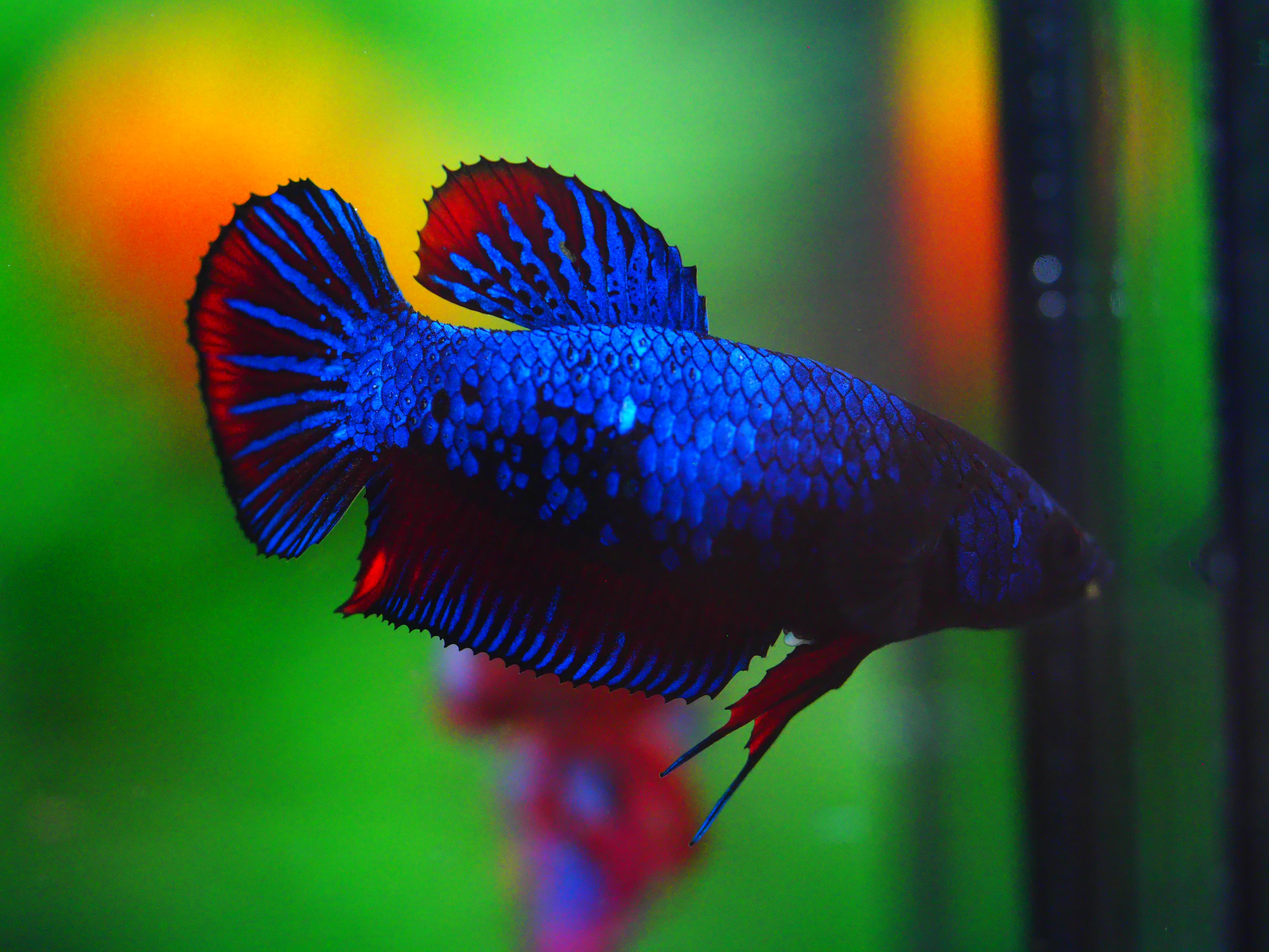 HMPK FANCY FEMALE GRADE A +++