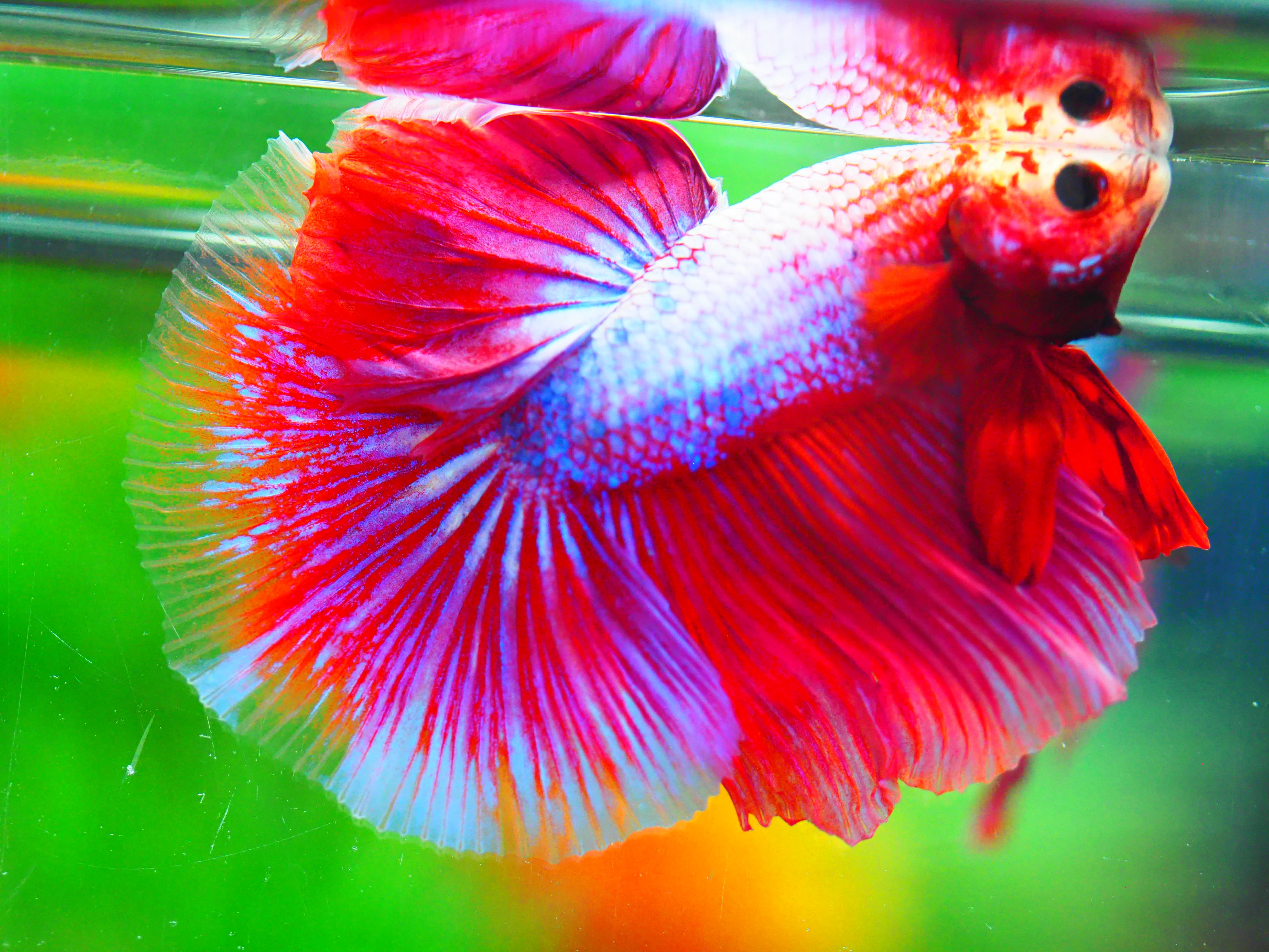 HM FANCY MALE GRADE A +++