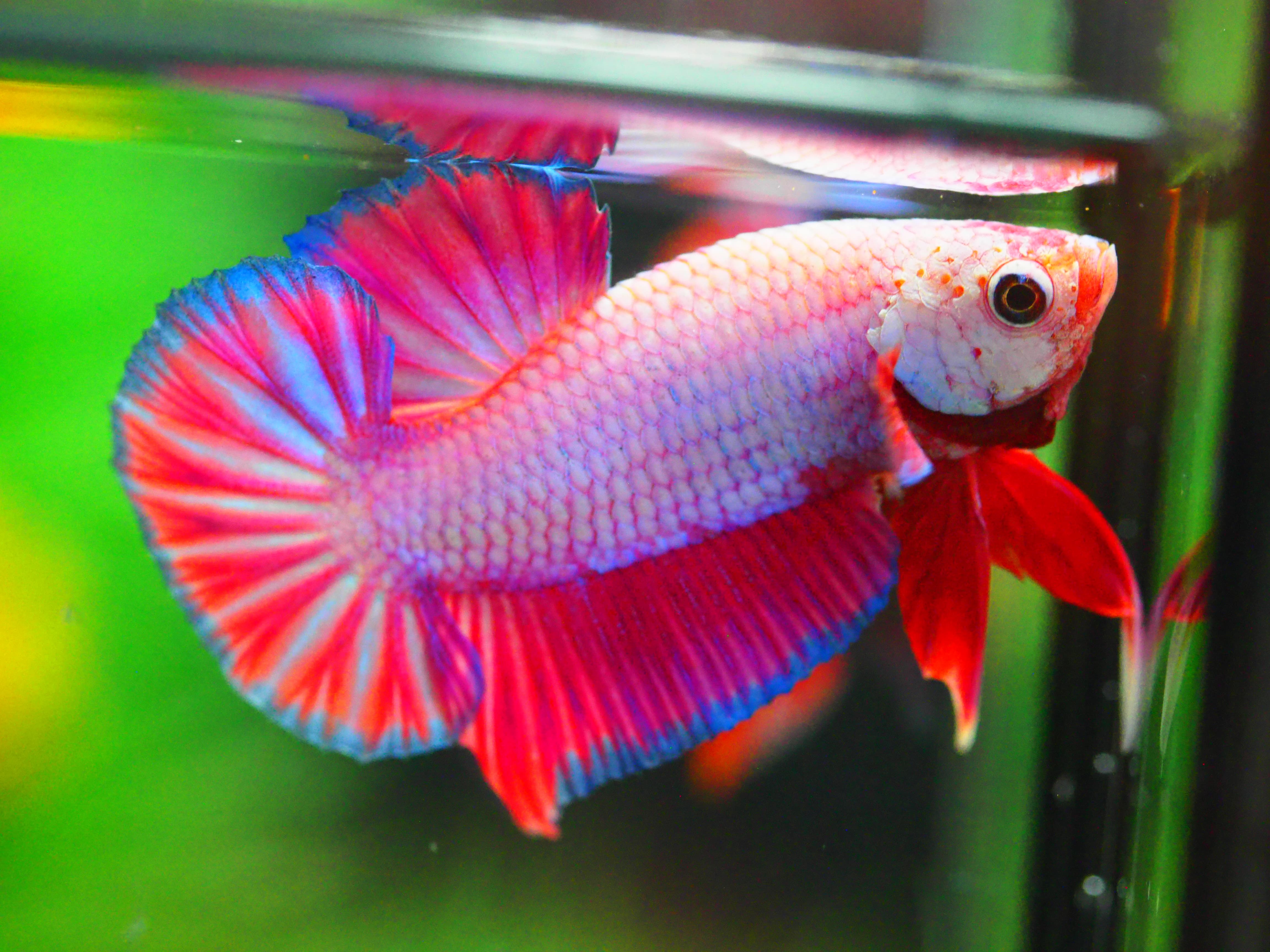 HMPK FANCY MALE GRADE A +++