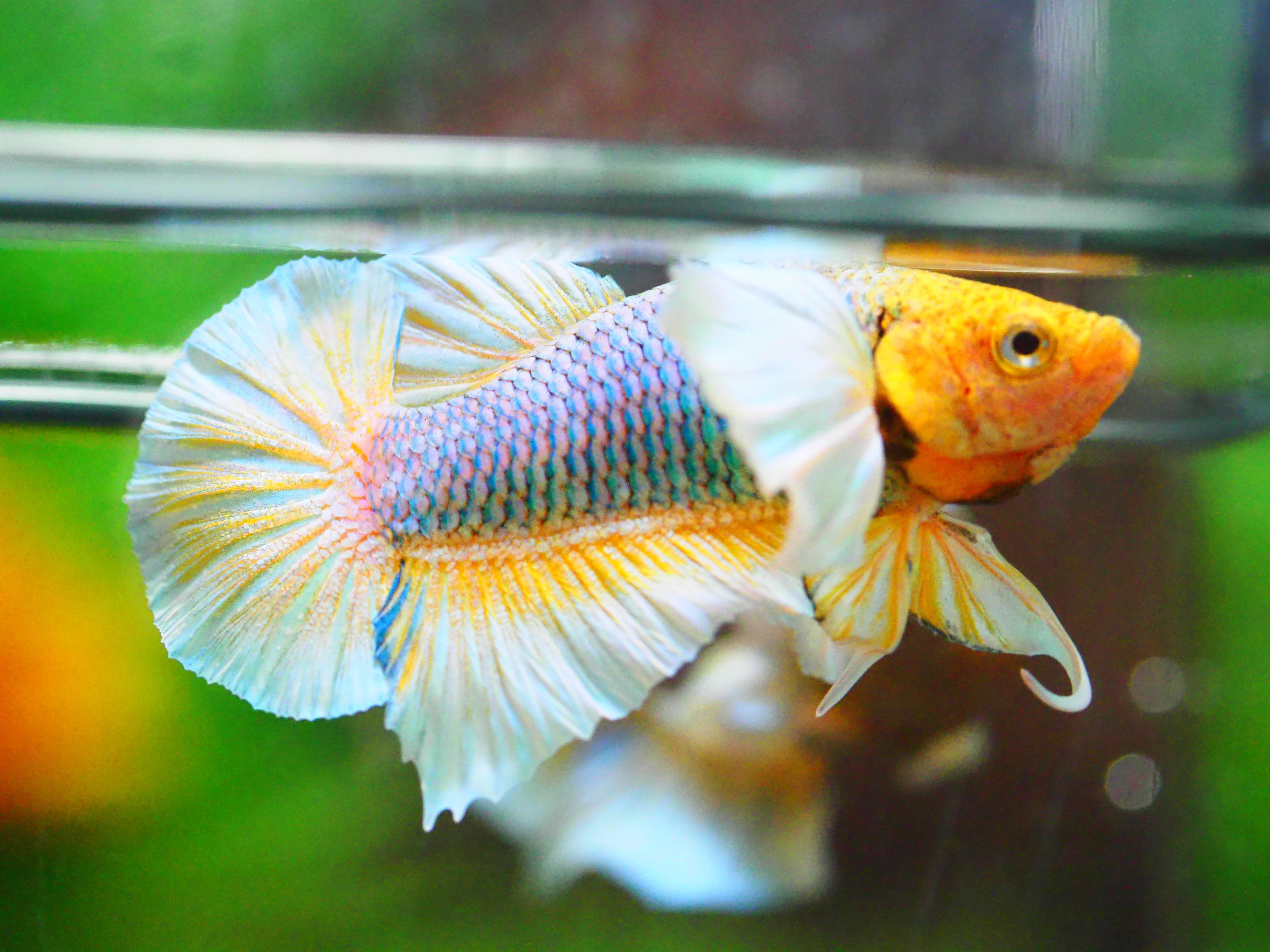 HMPK DUMBO MALE GRADE A +++