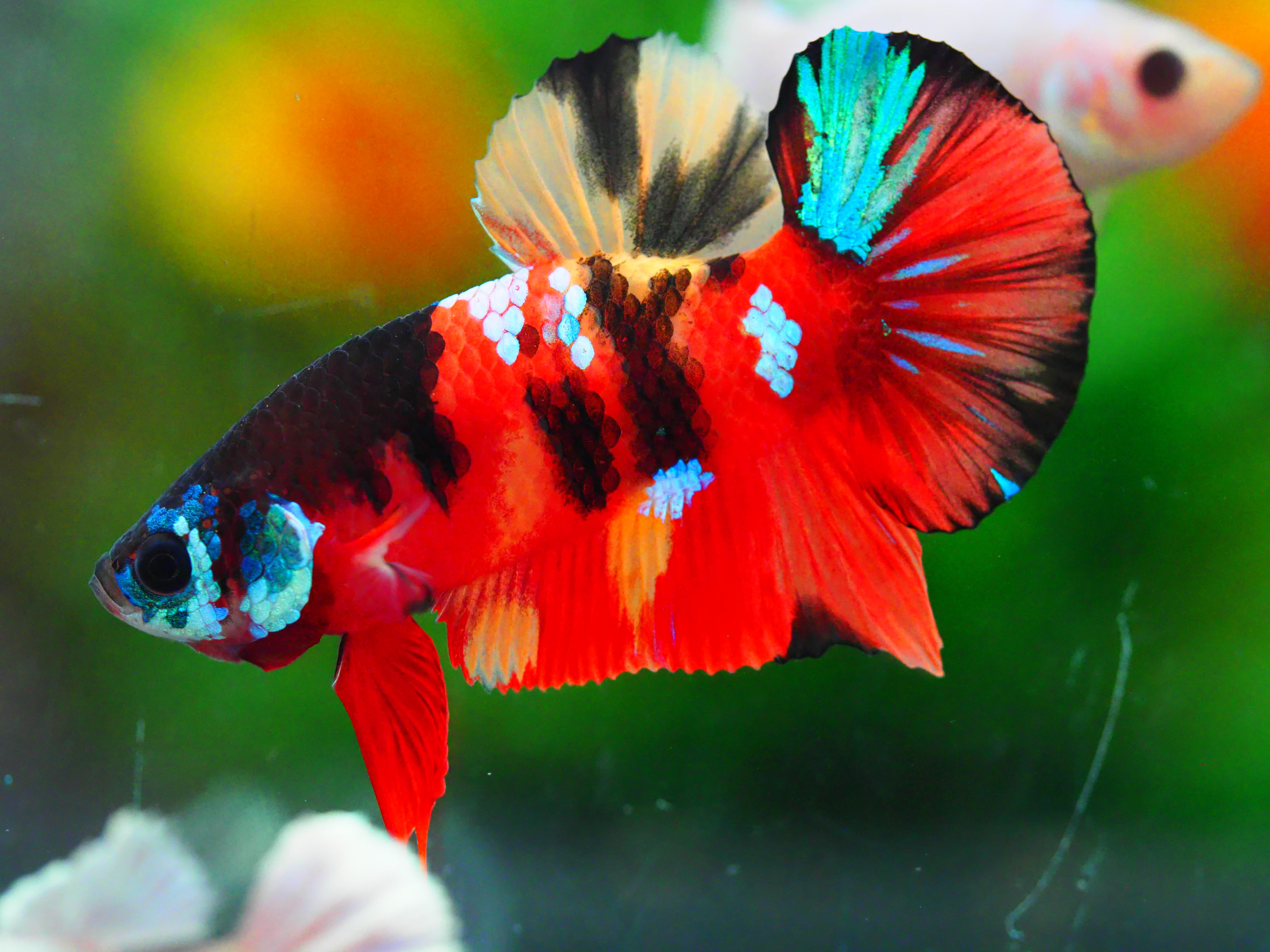 HMPK NEMO GALAXY MALE GRADE A +++