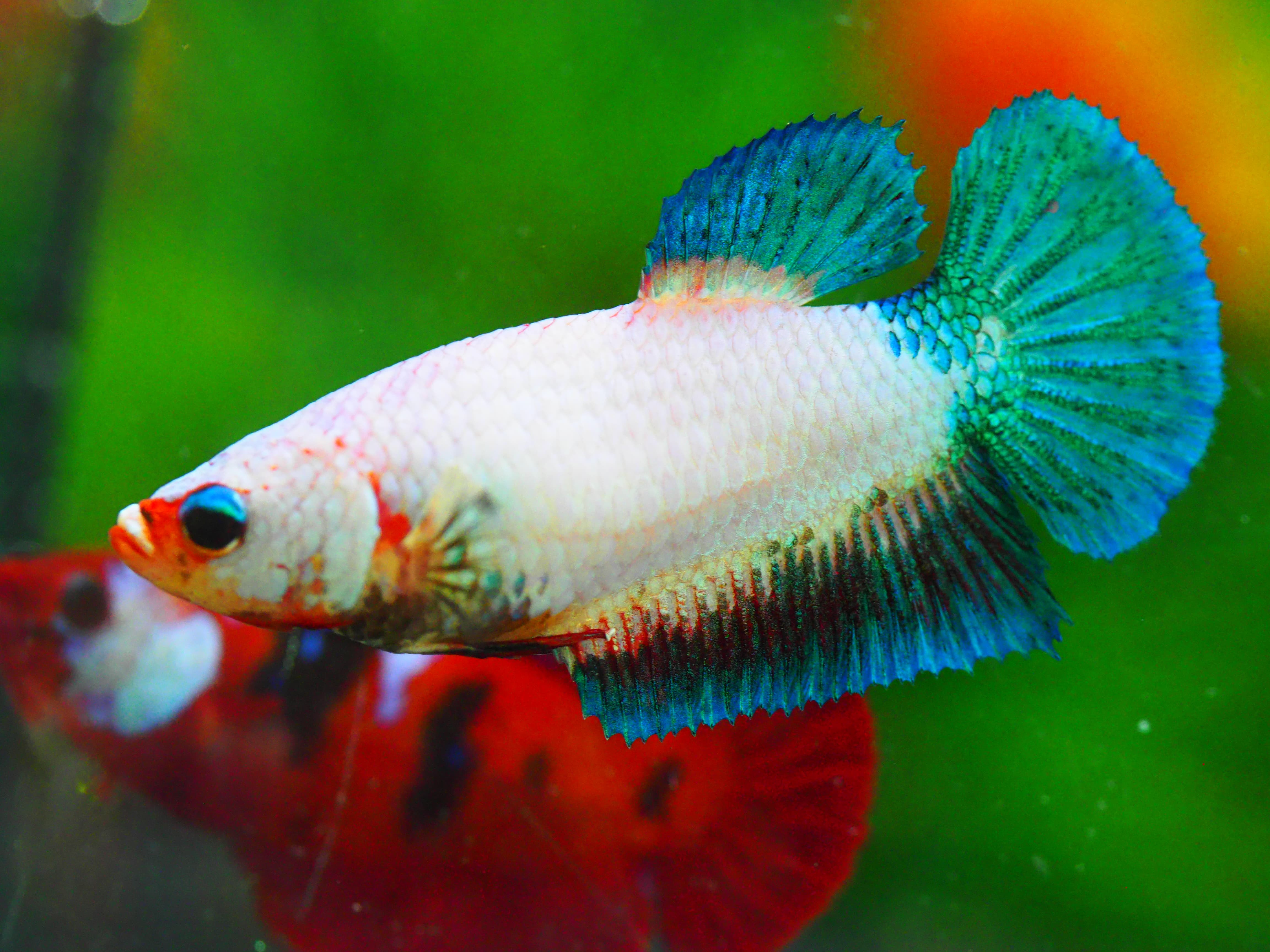 HMPK FANCY FNMALE GRADE A +++