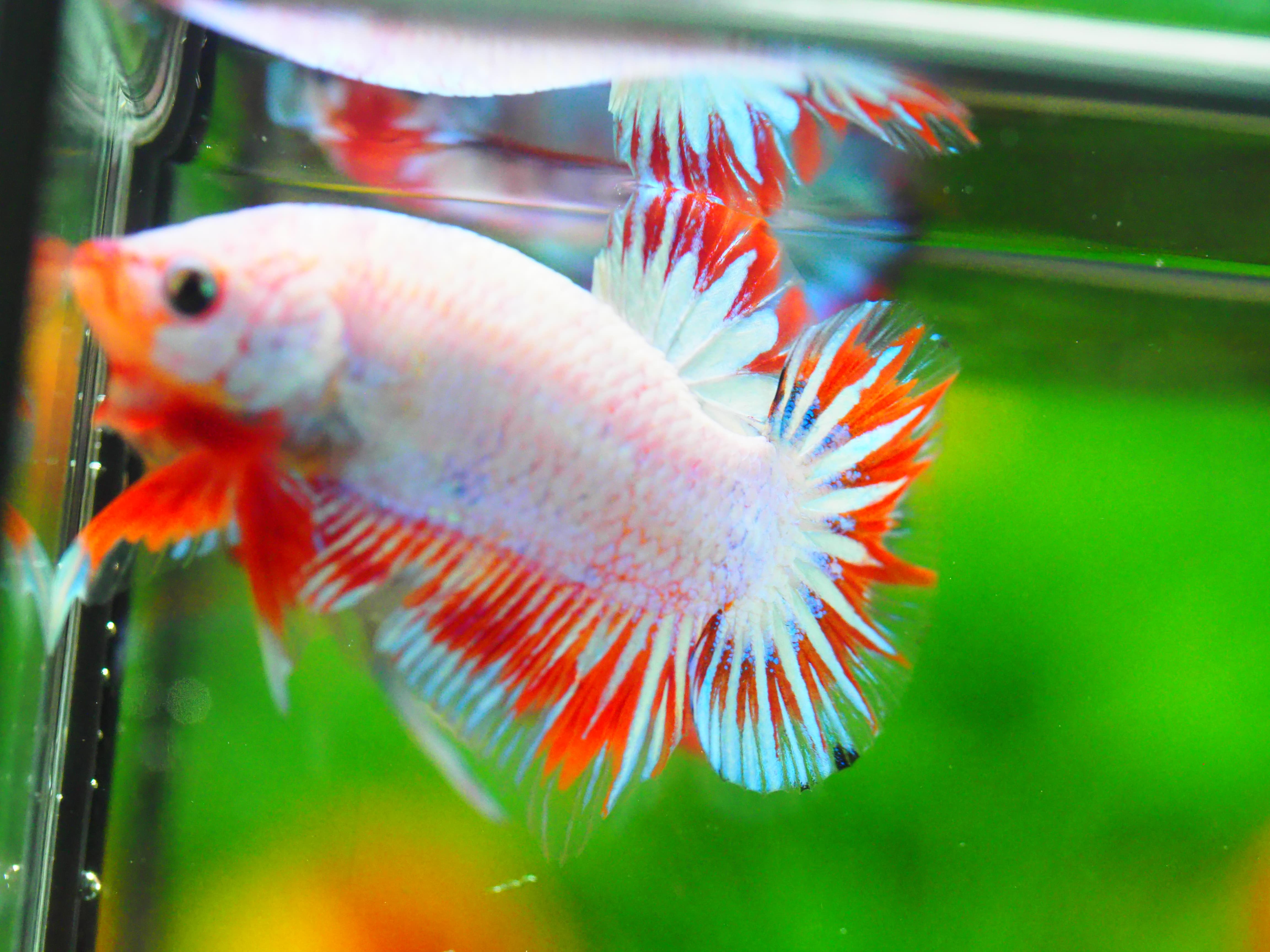 HMPK FANCY MALE GRADE A +++