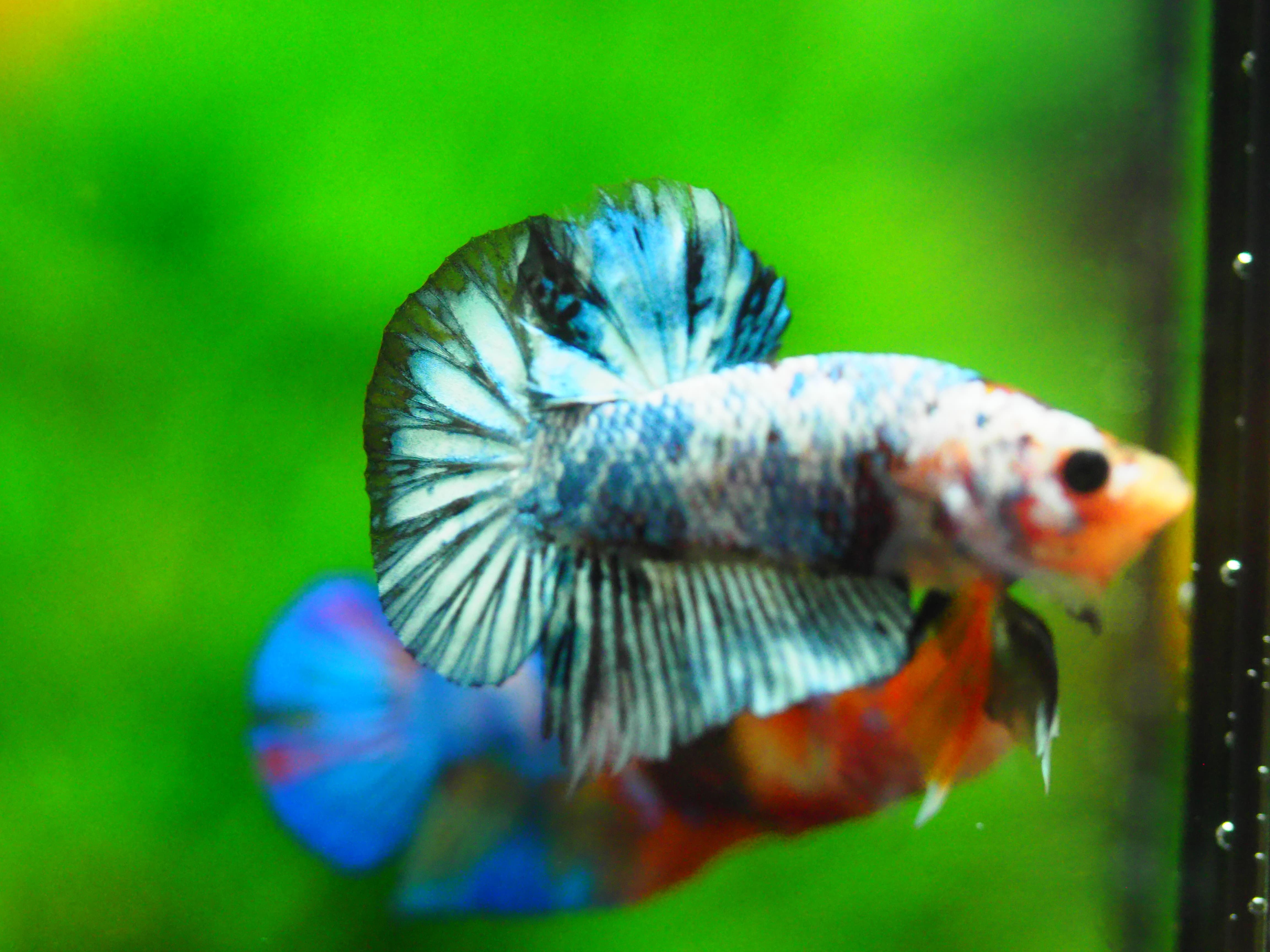 HMPK FANCY MALE GRADE A +++