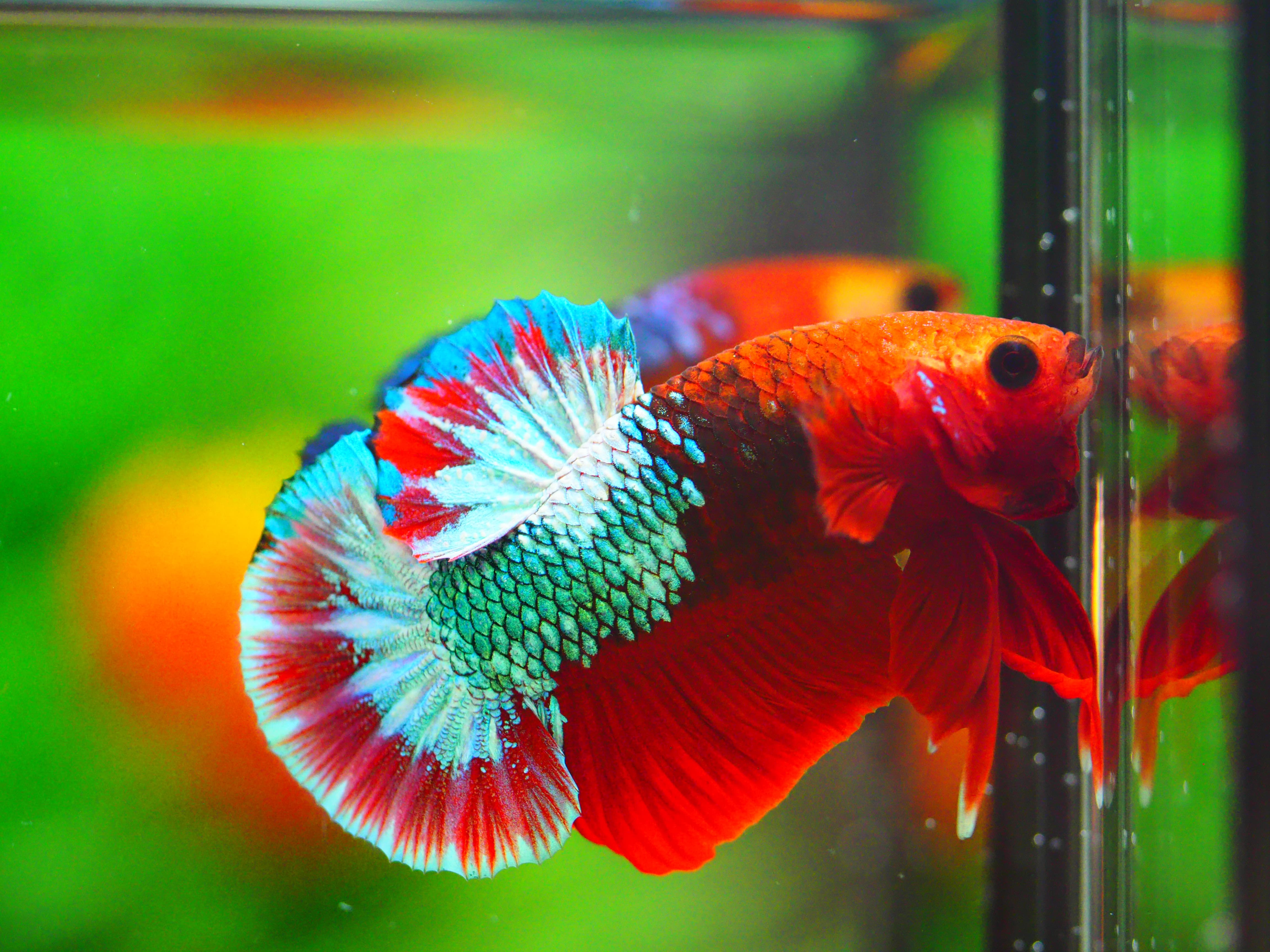 HMPK FANCY MALE GRADE A +++