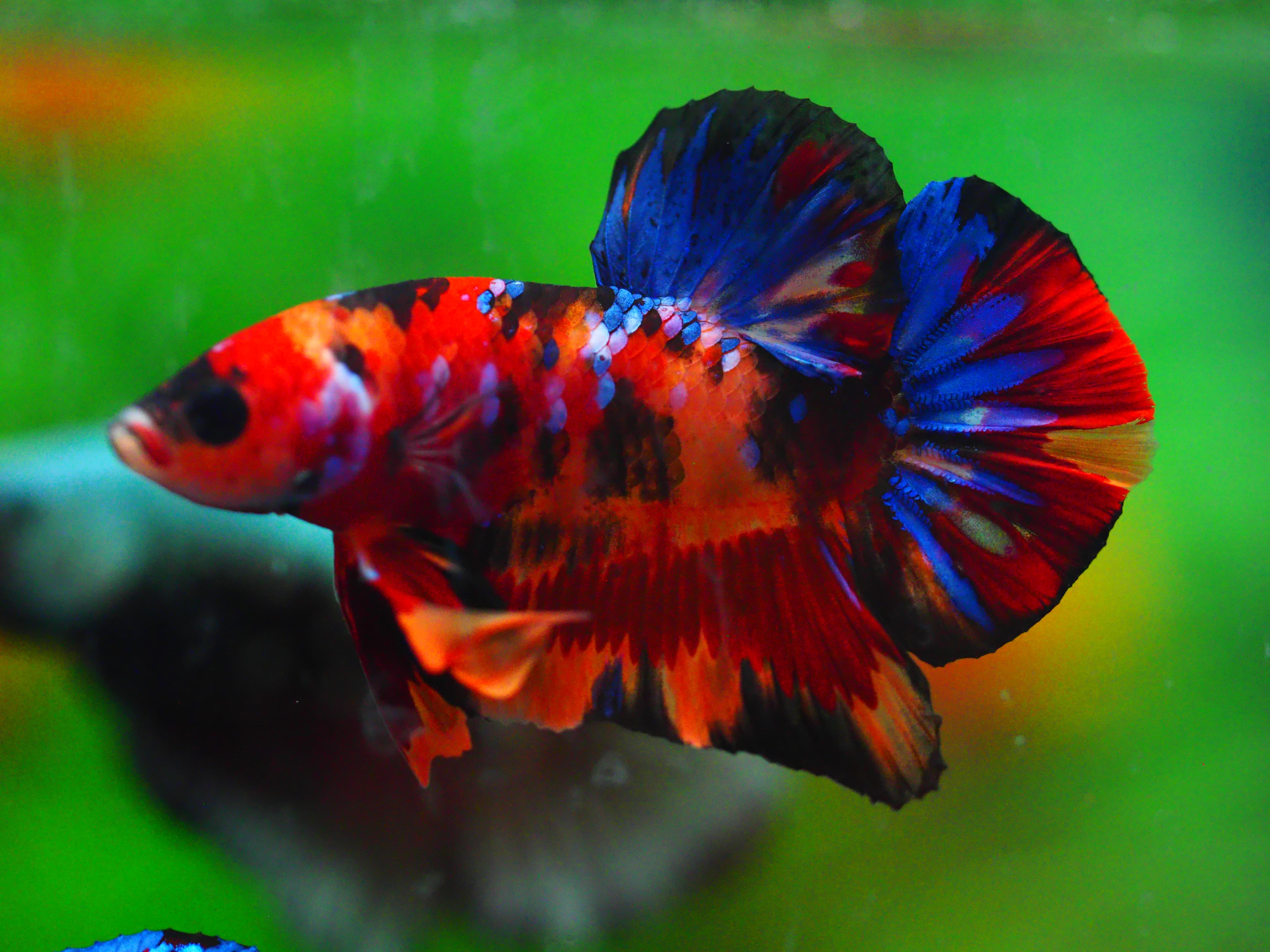 HMPK NEMO GALAXY MALE GRADE A +++