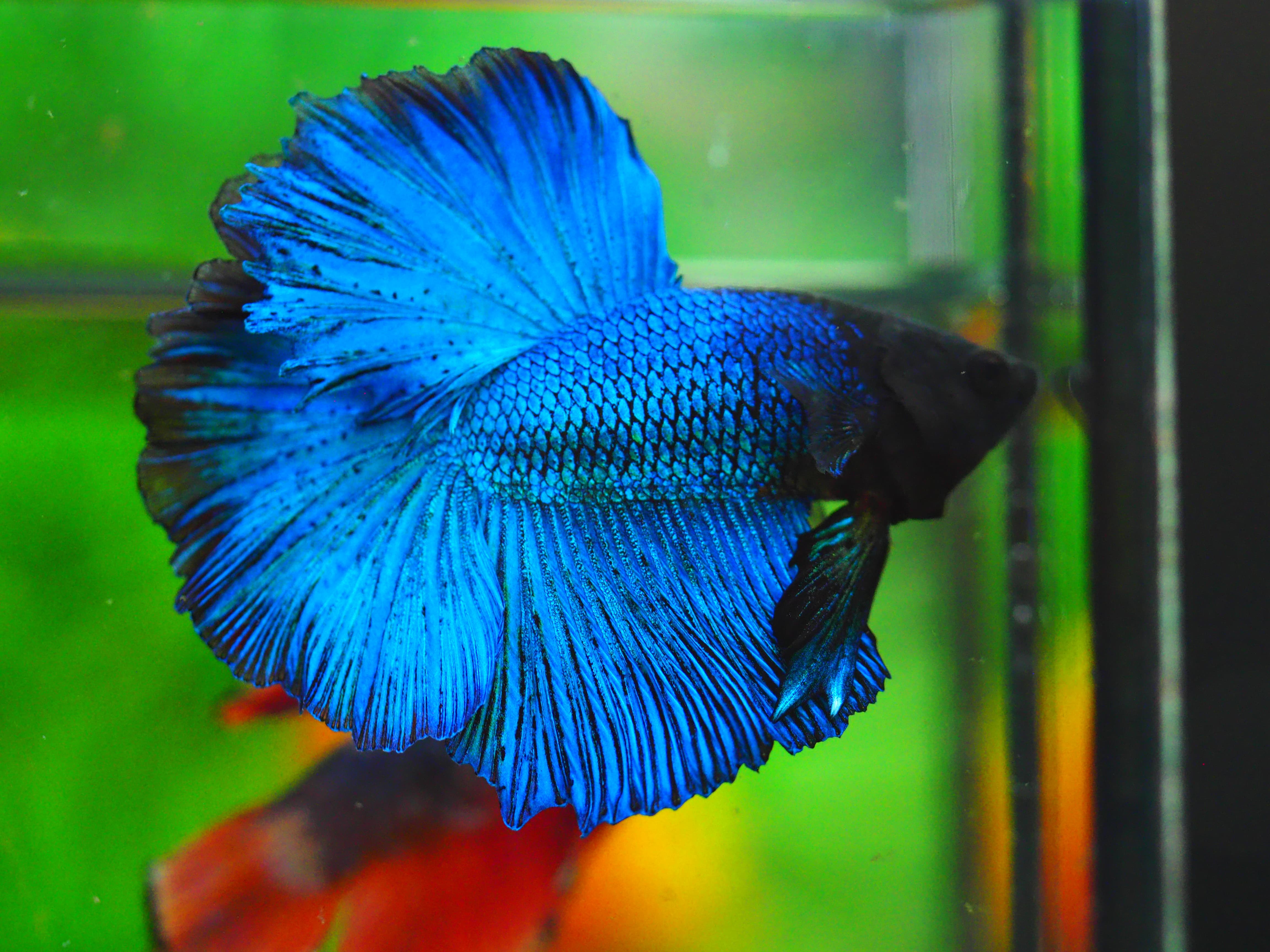 HM FANCY MALE GRADE A++