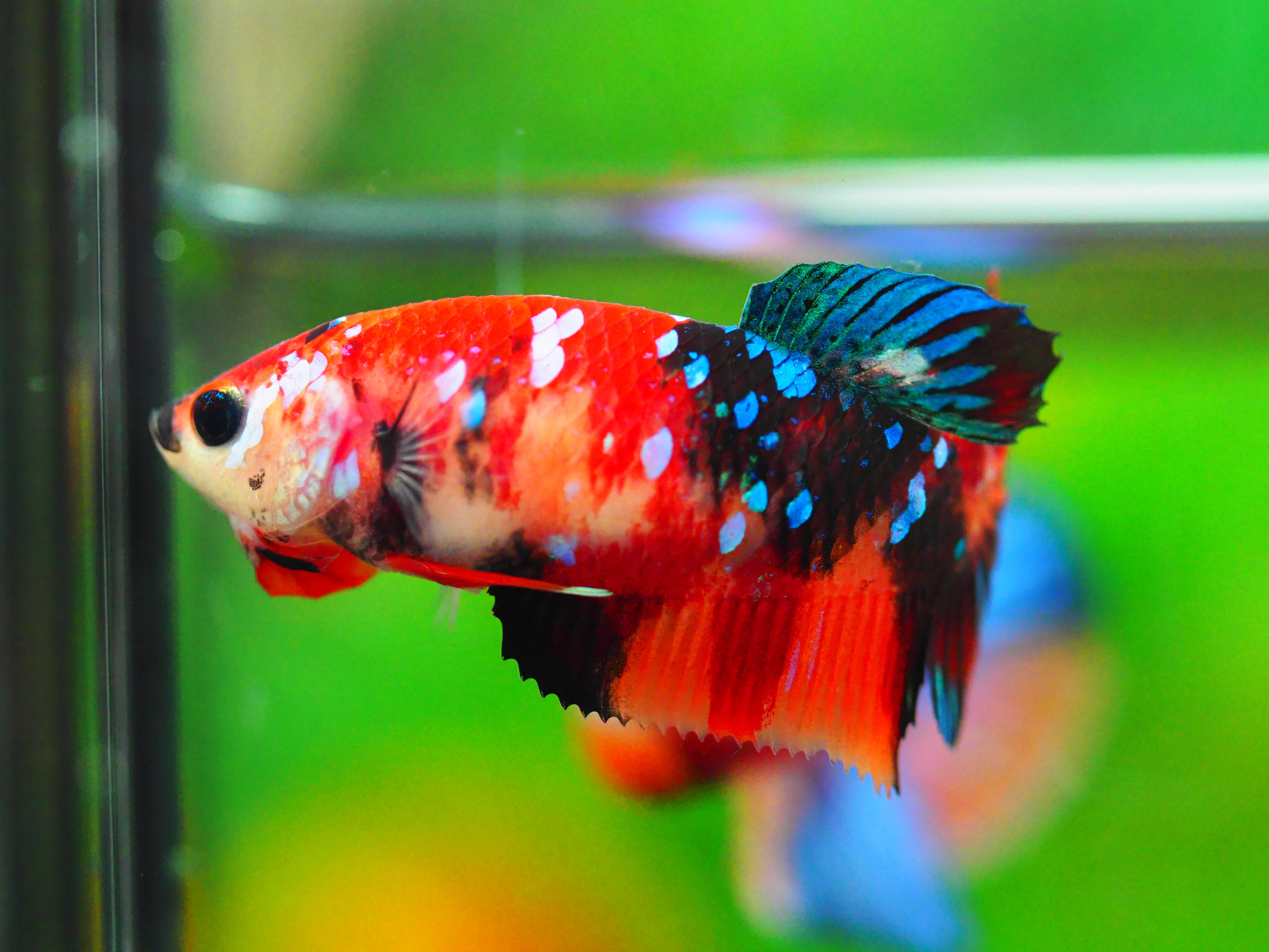 HMPK KOI GALAXY FNMALE GRADE A +++