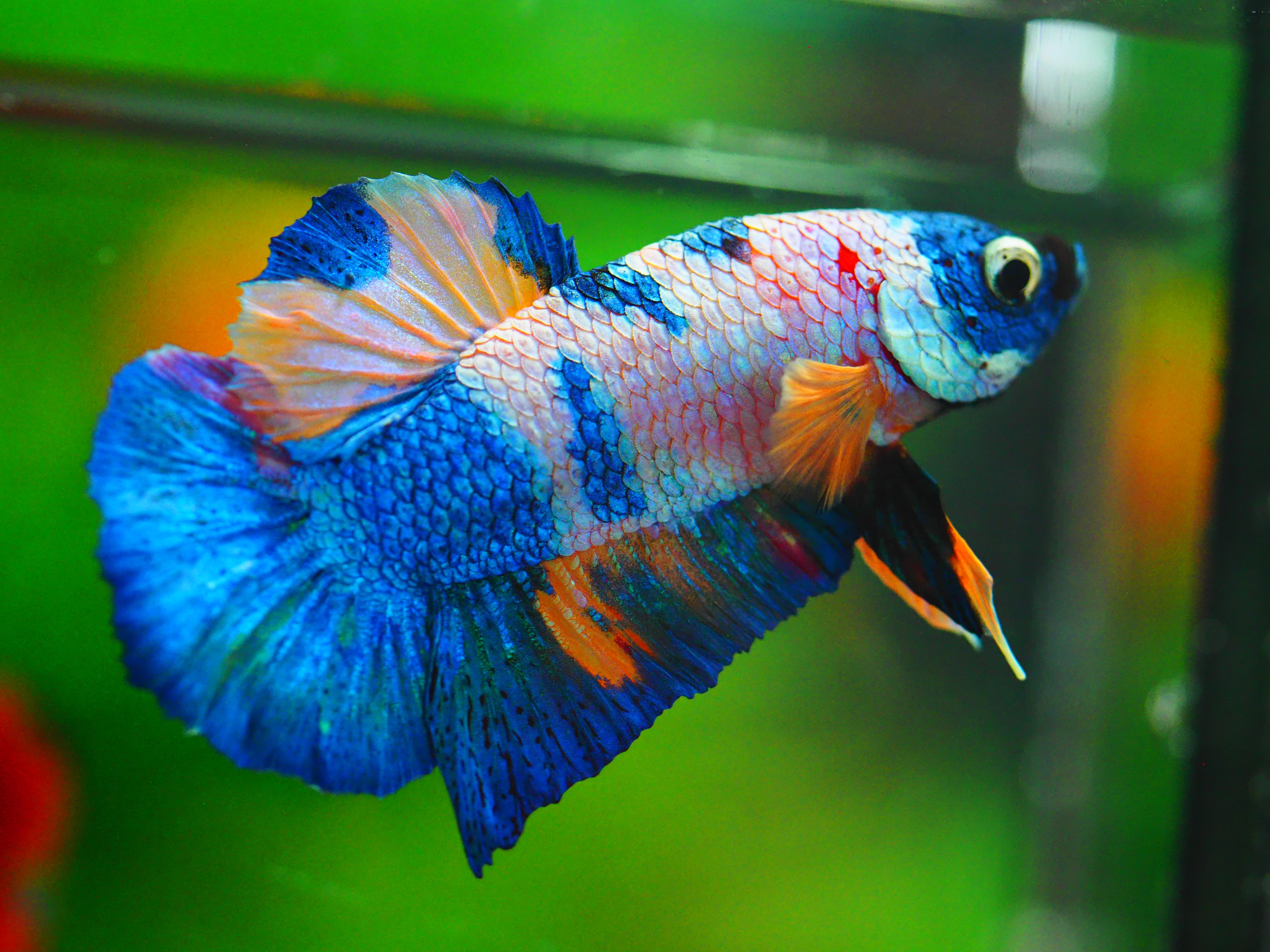 HMPK KOI GALAXY MALE GRADE A++