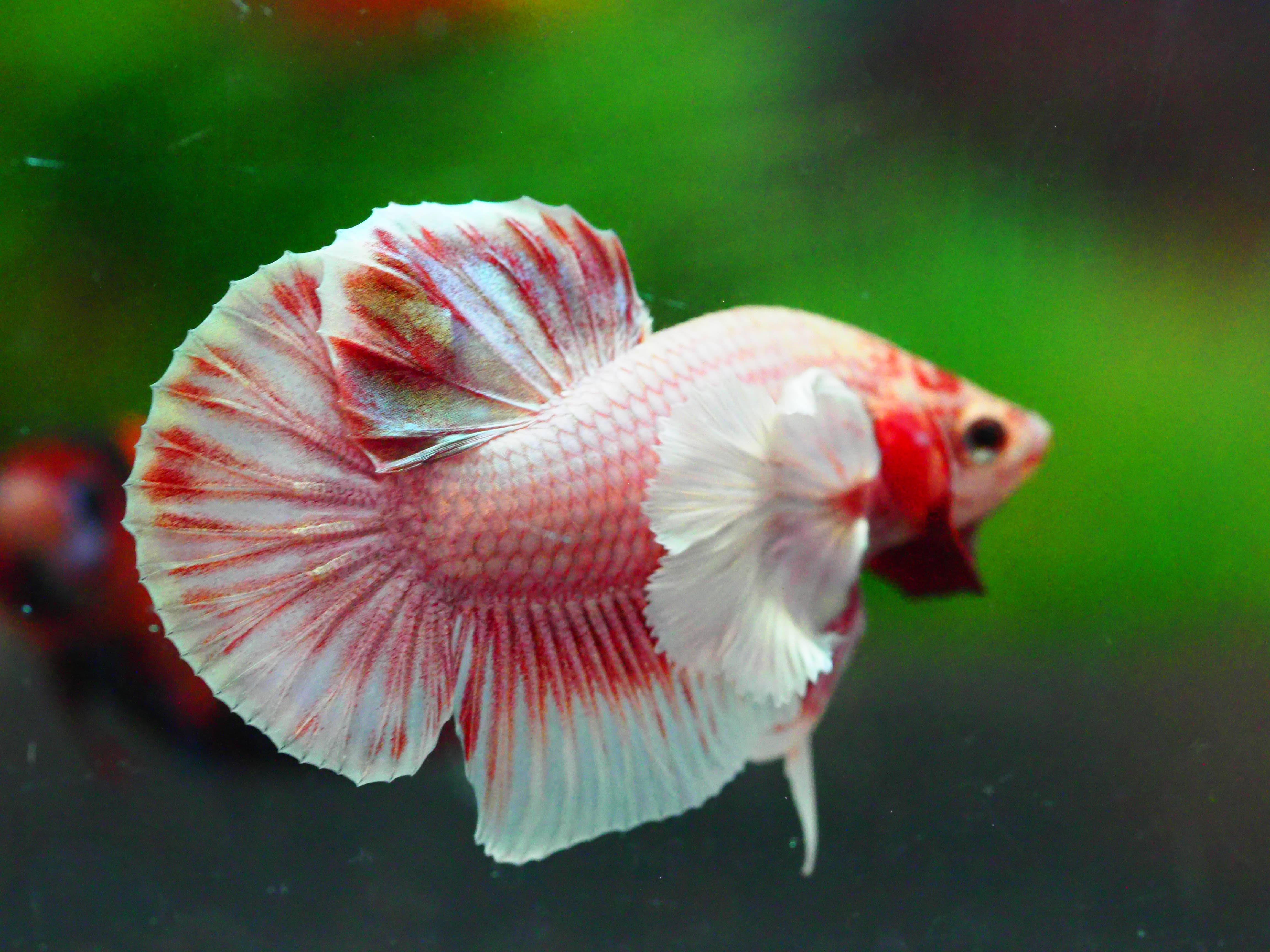 HMPK DUMBO MALE GRADE A +++