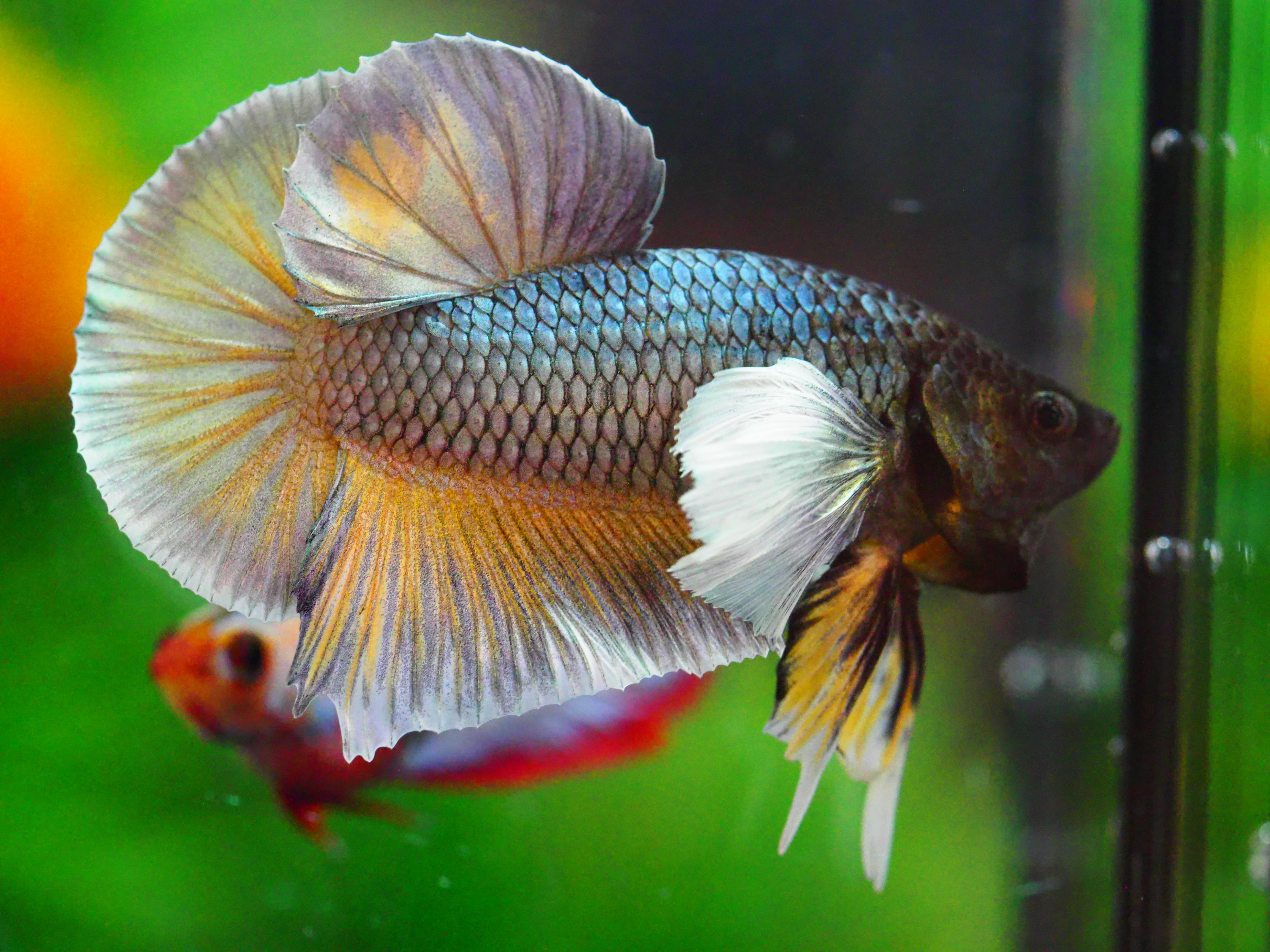 HMPK DUMBO MALE GRADE A +++